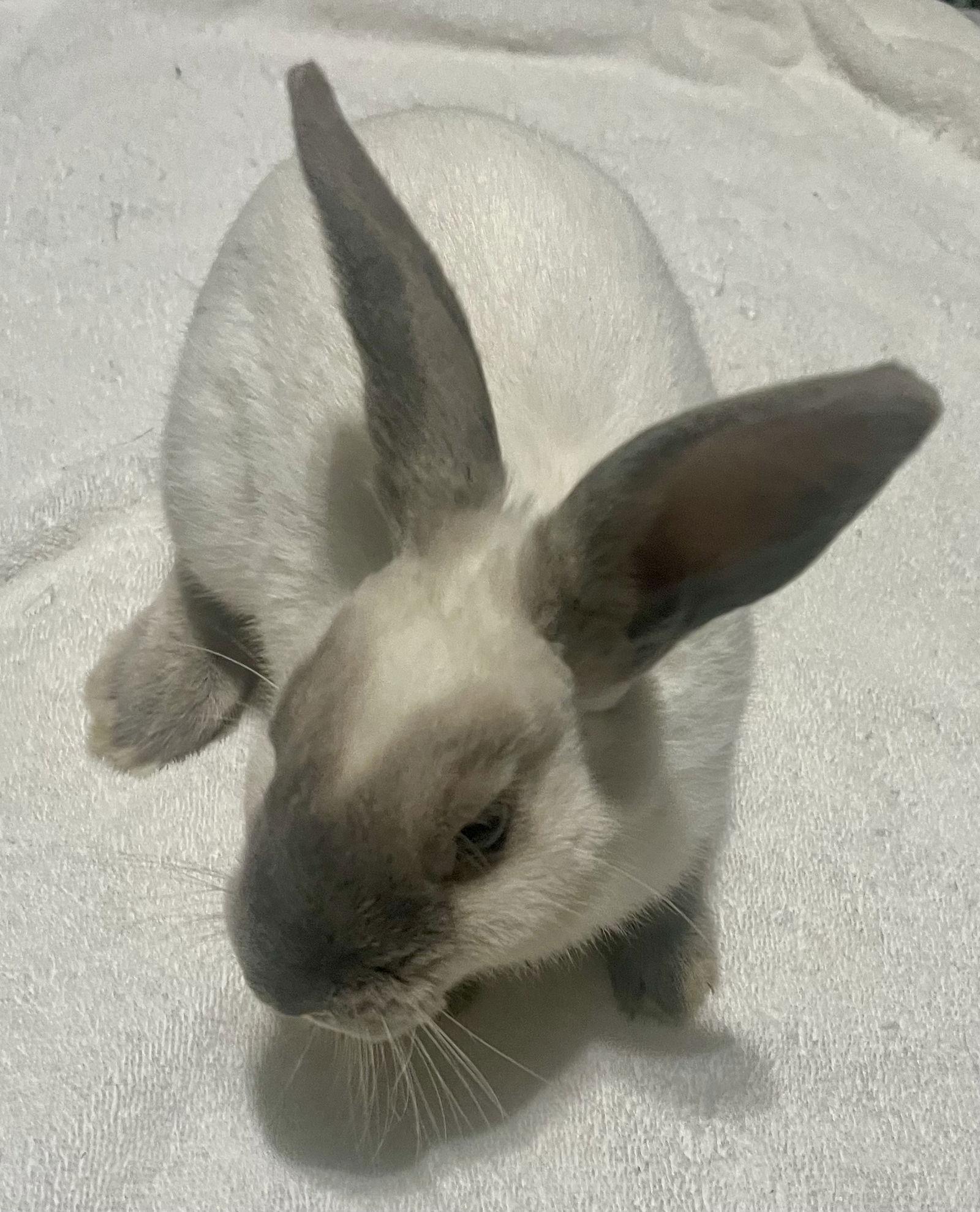 Alonzo, a Adoptable Californian in Lexington, SC image 3/3