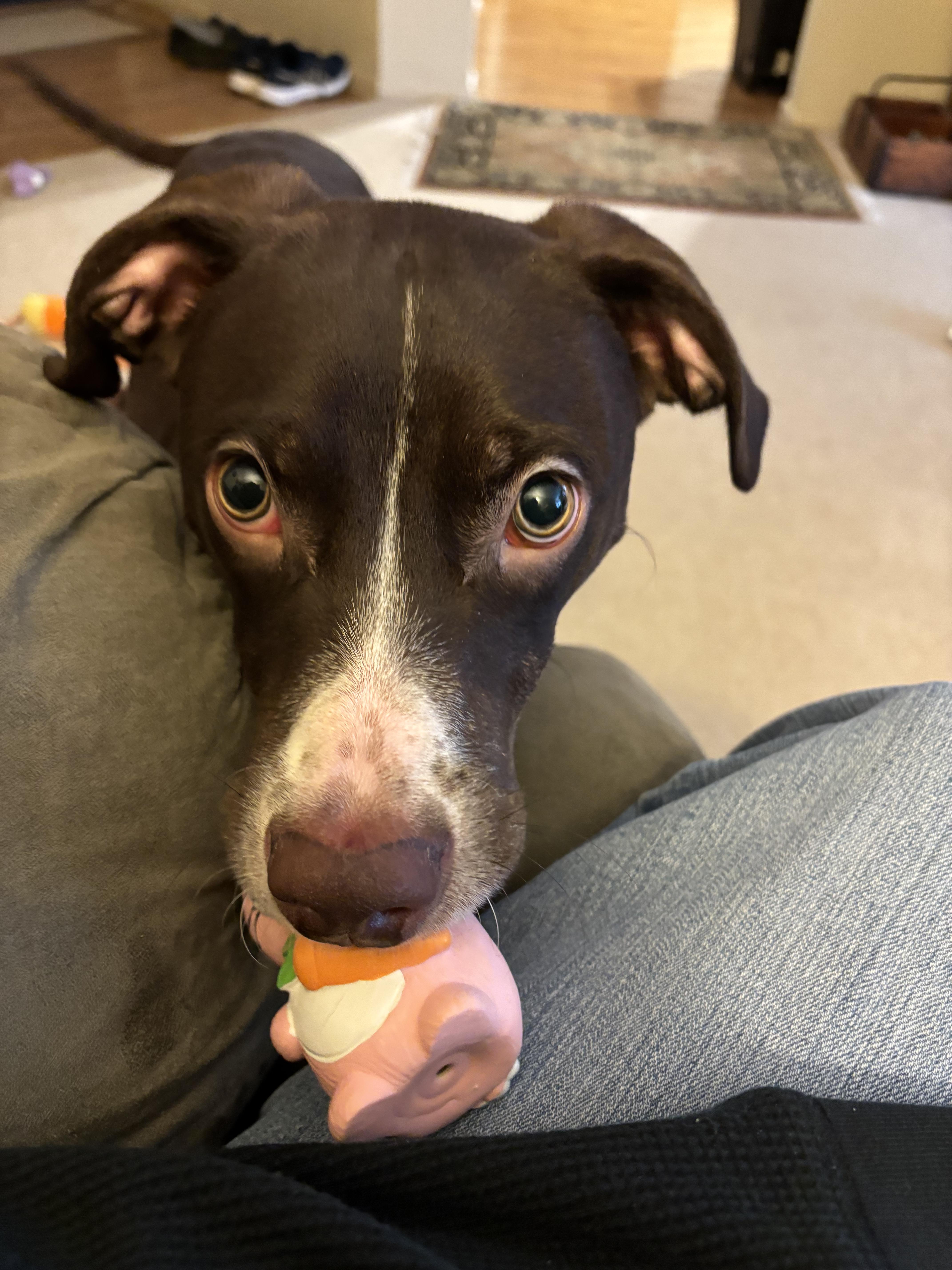 Enlarge Beau, an adoptable mixed breed in Elmhurst, IL image 4/5