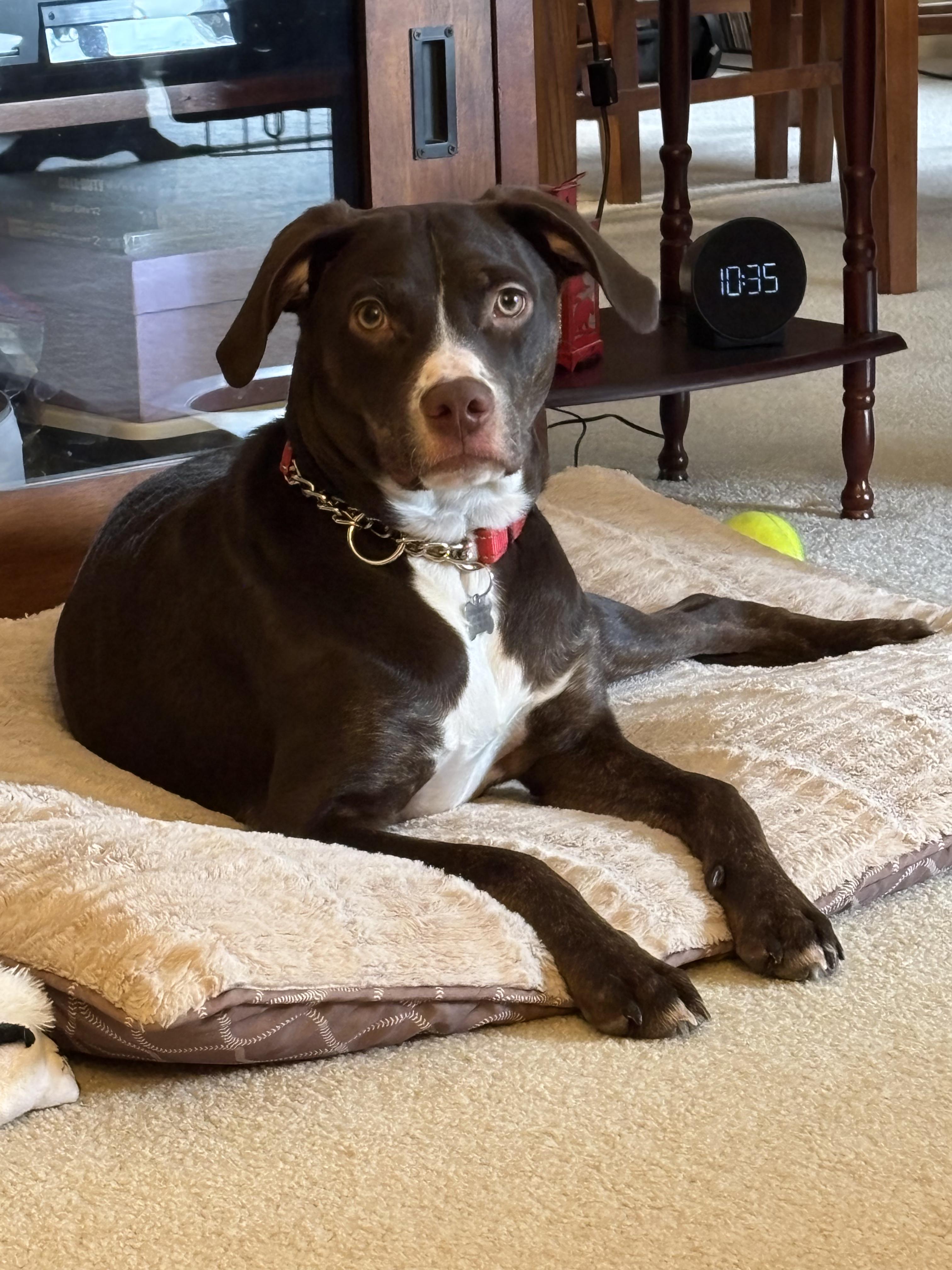 Enlarge Beau, an adoptable mixed breed in Elmhurst, IL image 2/5