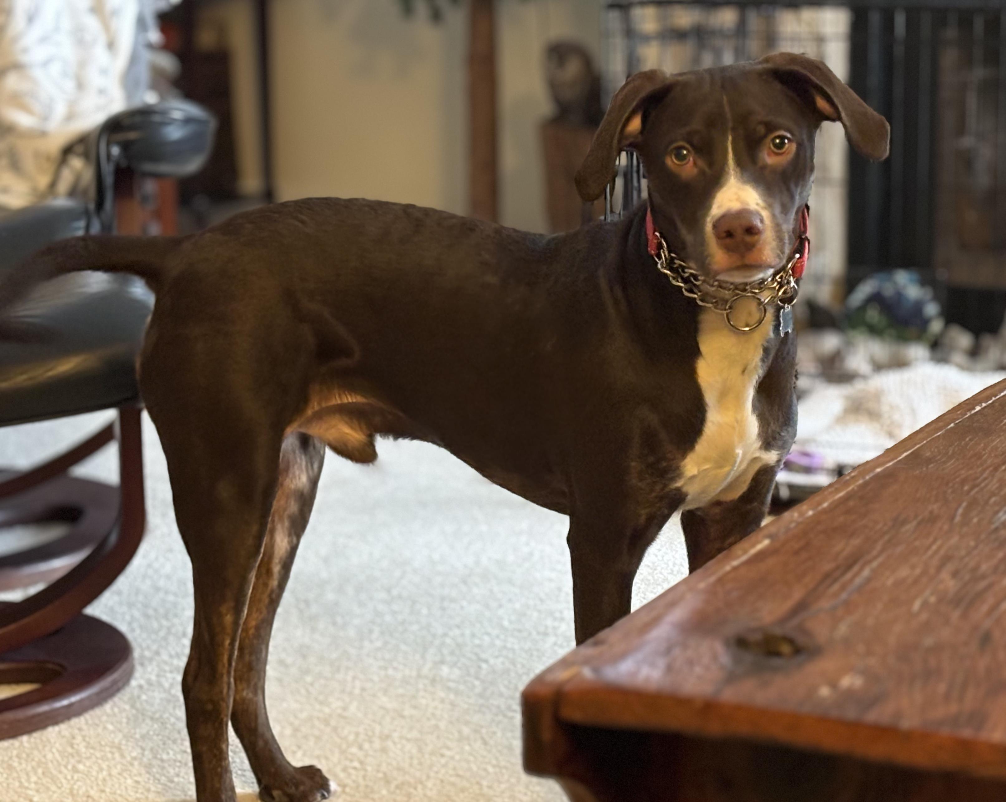 Enlarge Beau, an adoptable mixed breed in Elmhurst, IL image 1/5