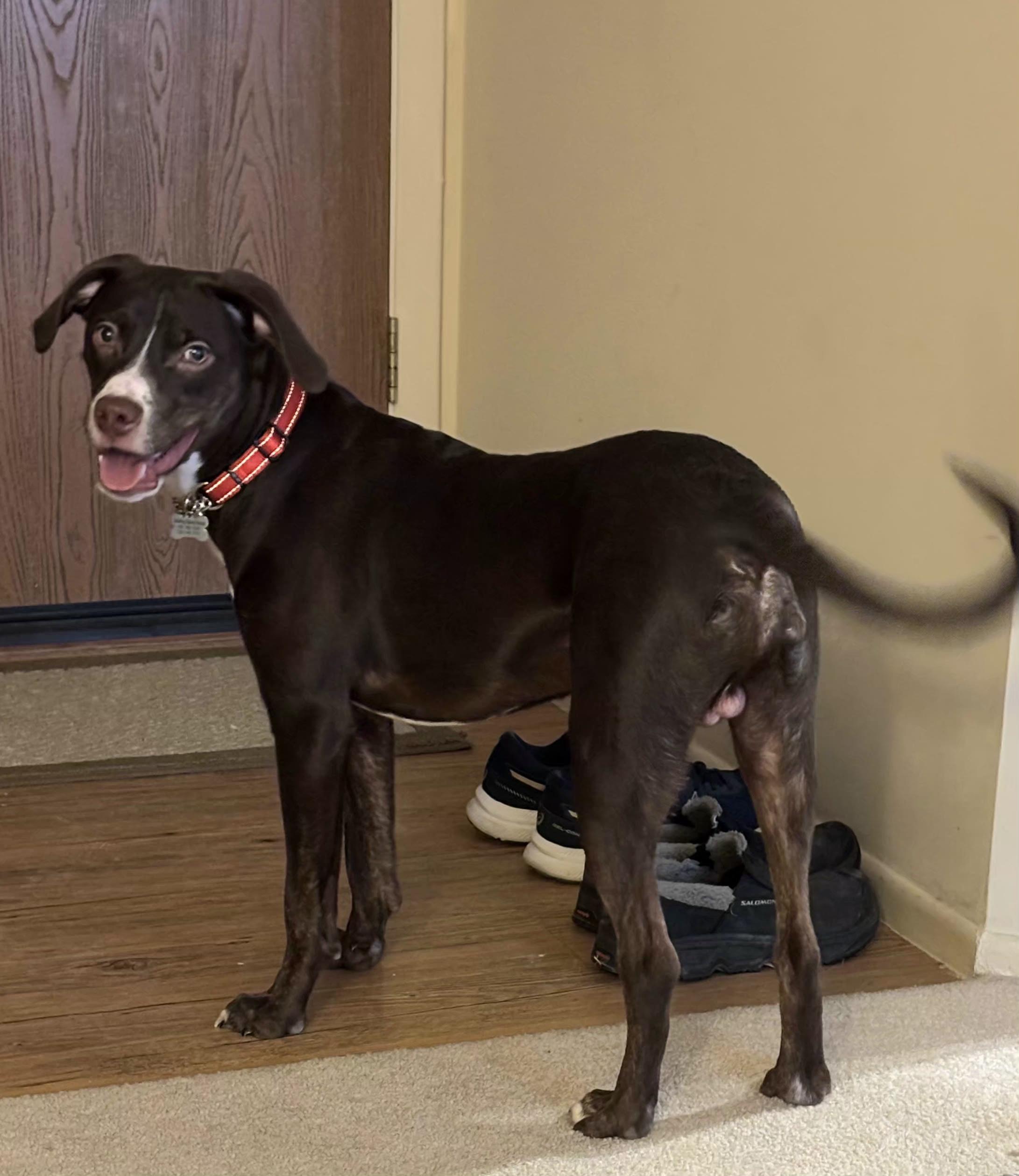 Enlarge Beau, an adoptable mixed breed in Elmhurst, IL image 5/5