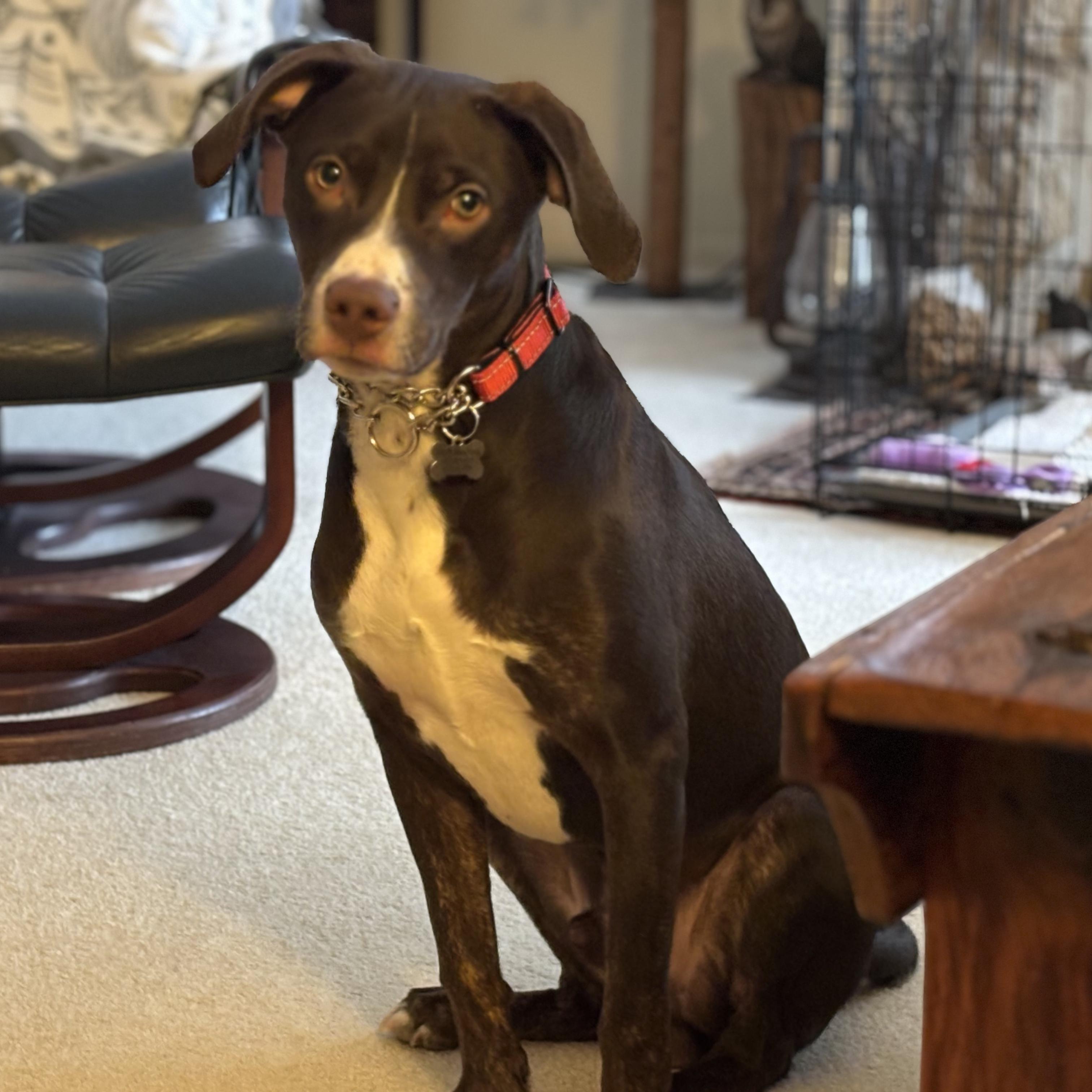 Enlarge Beau, an adoptable mixed breed in Elmhurst, IL image 3/5