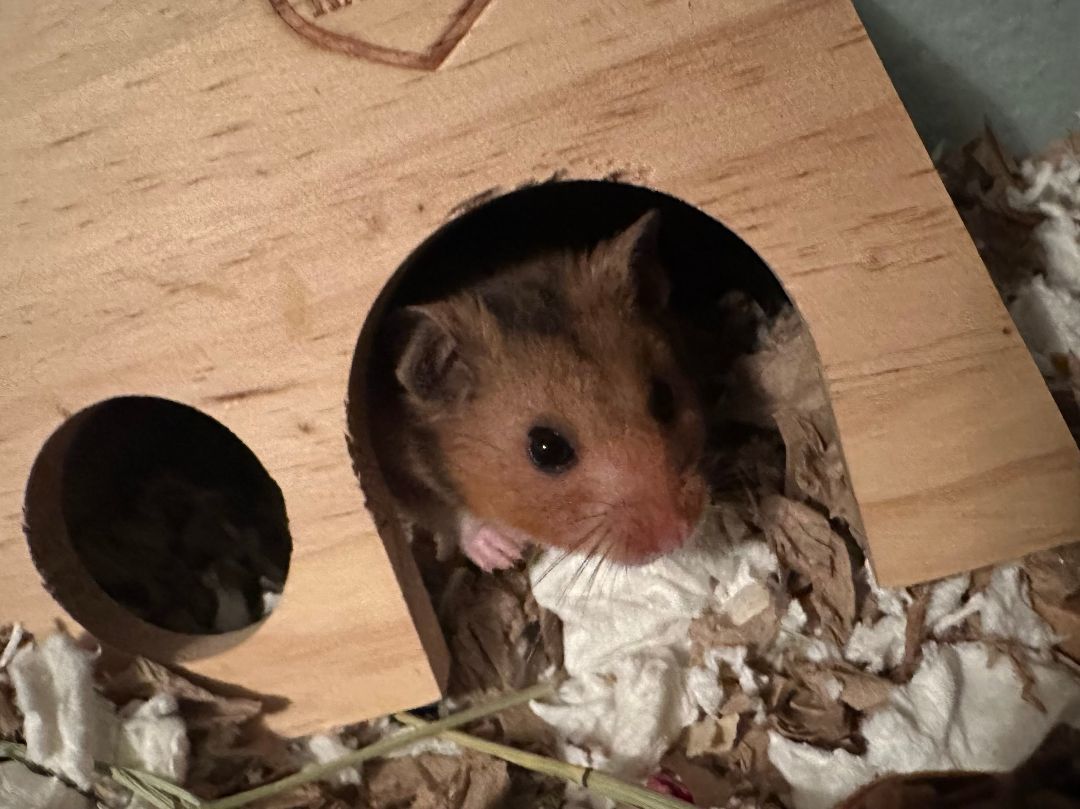 Enlarge Cloud Berry , a Adopted Hamster in Kent, WA image 1/6