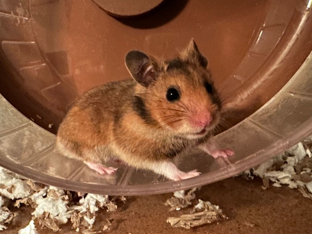 Enlarge Cloud Berry , a Adopted Hamster in Kent, WA image 2/6