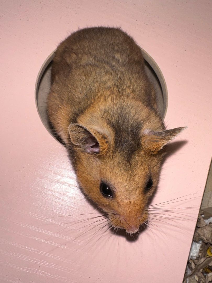 Enlarge Cloud Berry , a Adopted Hamster in Kent, WA image 3/6