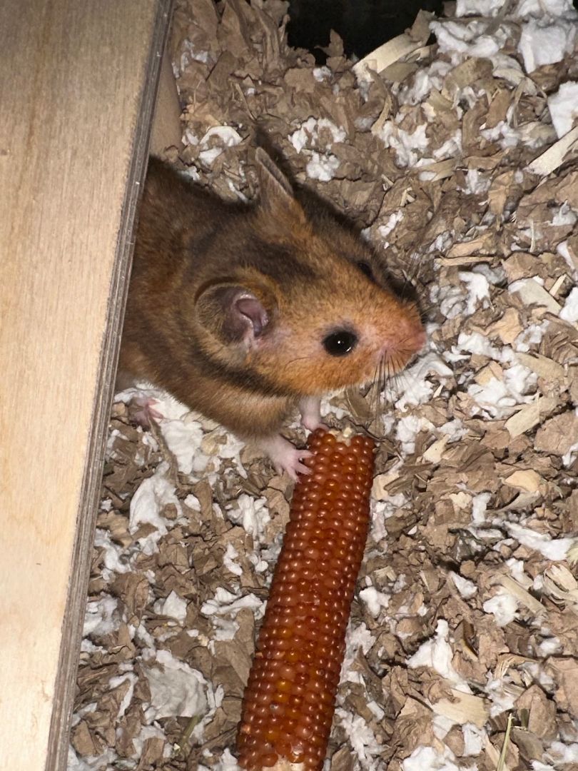 Enlarge Cloud Berry , a Adopted Hamster in Kent, WA image 4/6