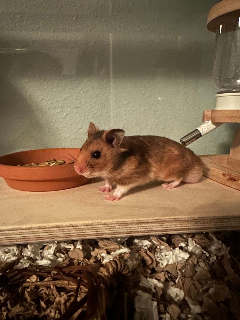 Enlarge Cloud Berry , a Adopted Hamster in Kent, WA image 5/6