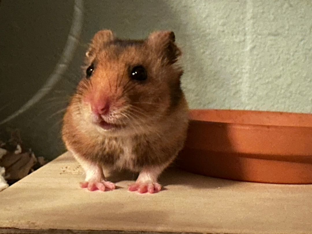 Enlarge Cloud Berry , a Adopted Hamster in Kent, WA image 6/6