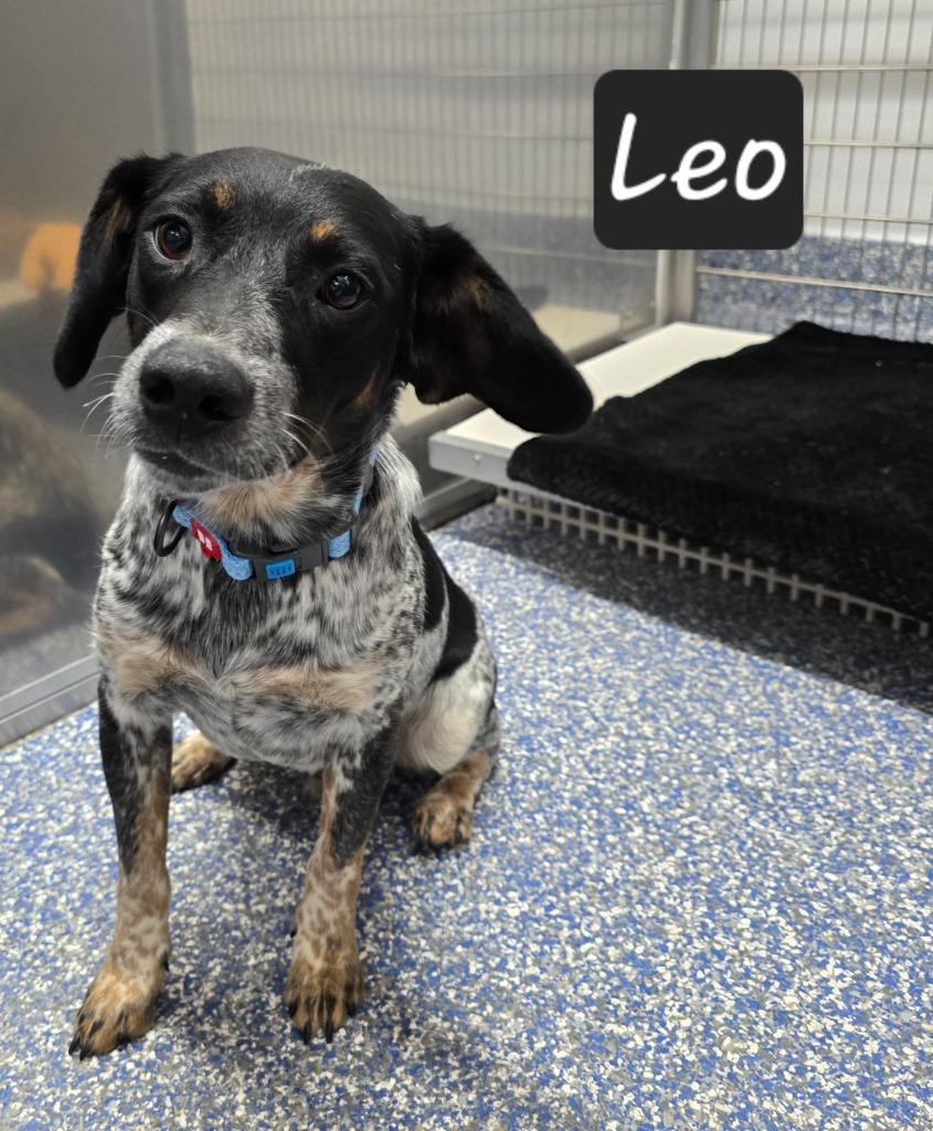 Leo, Adoptable, Young Male Hound & Cattle Dog.