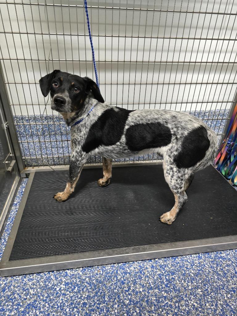 Enlarge Leo, a Adoptable mixed breed in Maumelle, AR image 2/2