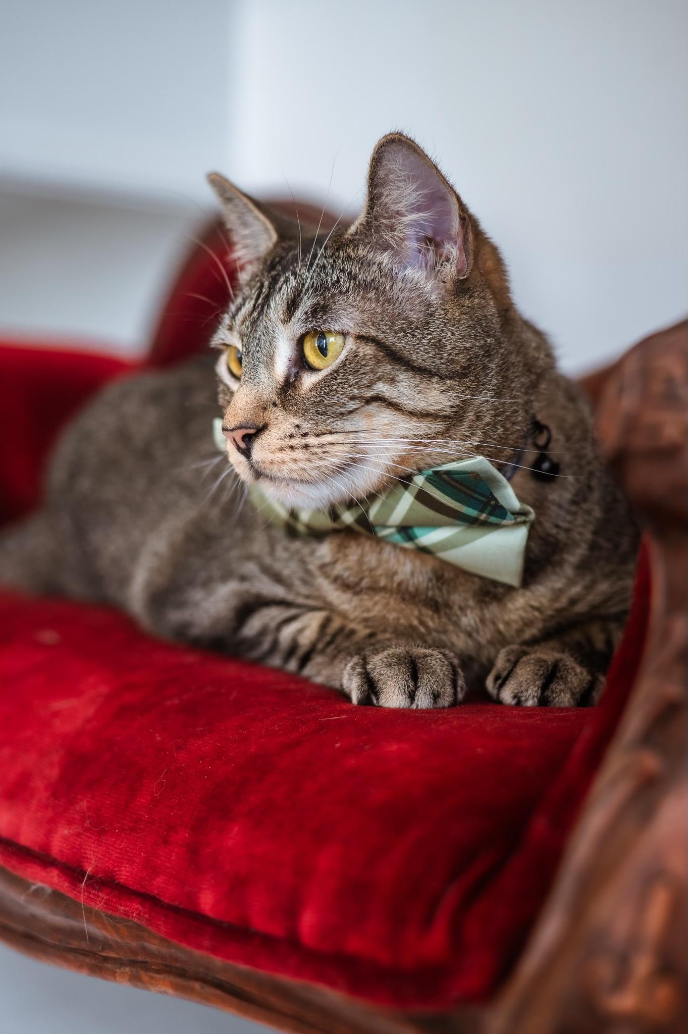 Enlarge Charming, a ADOPTABLE Tabby in Houston, TX image 6/6