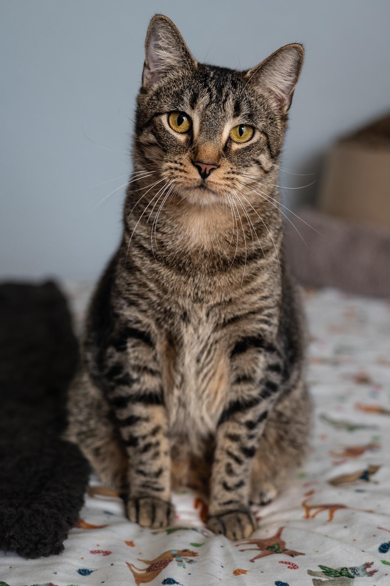 Enlarge Charming, a ADOPTABLE Tabby in Houston, TX image 2/6