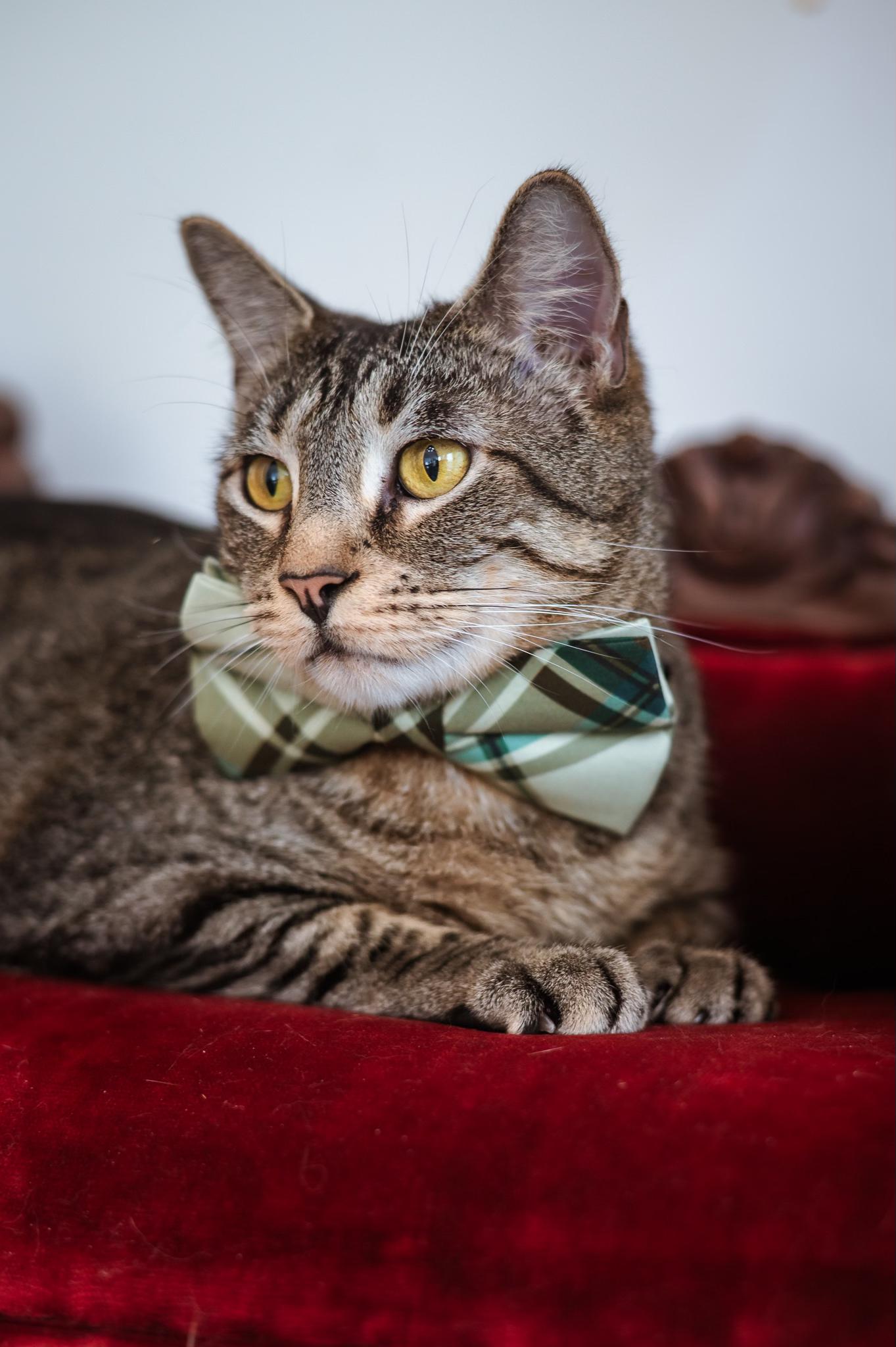 Enlarge Charming, a ADOPTABLE Tabby in Houston, TX image 3/6