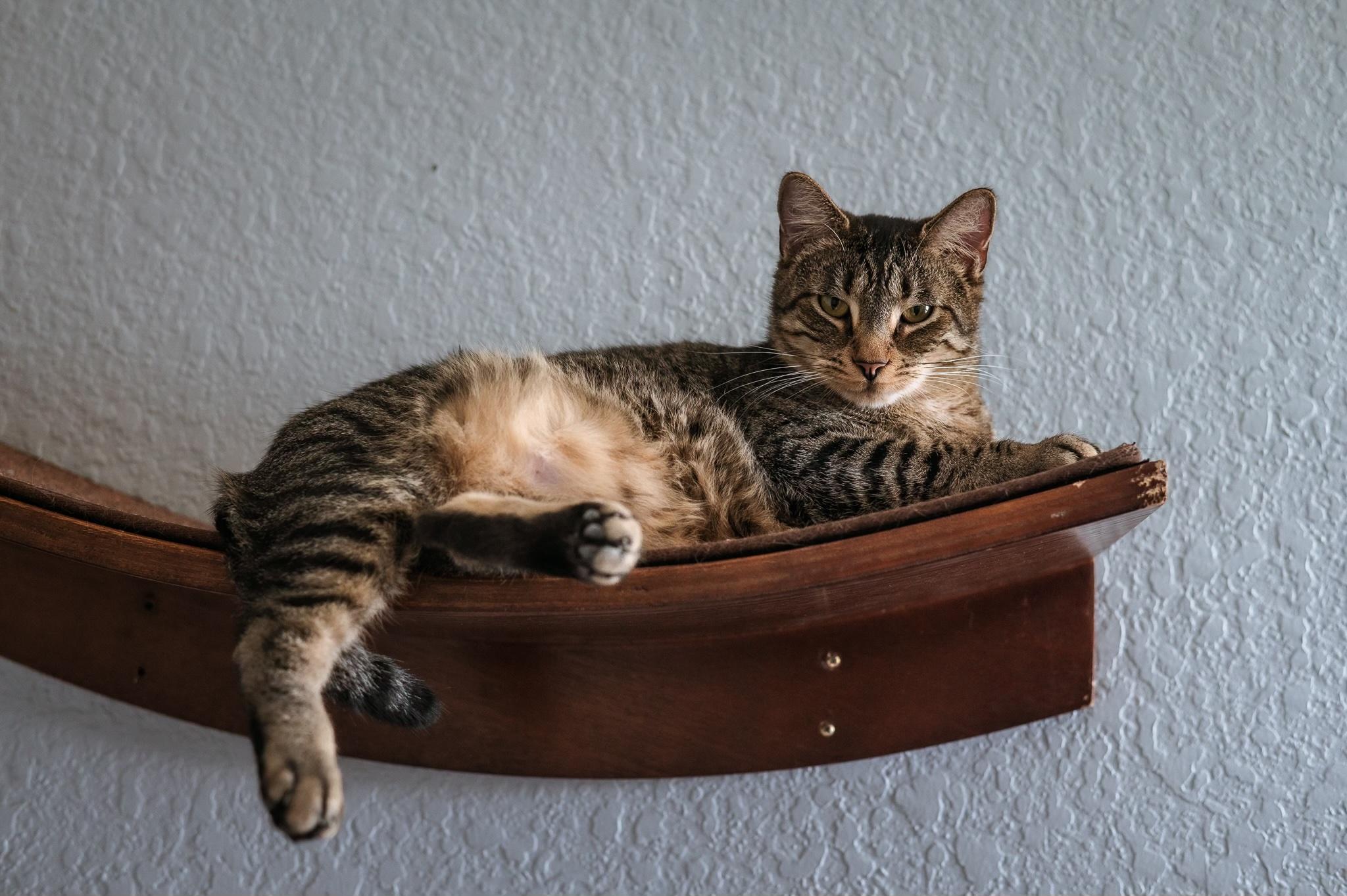 Enlarge Charming, a ADOPTABLE Tabby in Houston, TX image 5/6