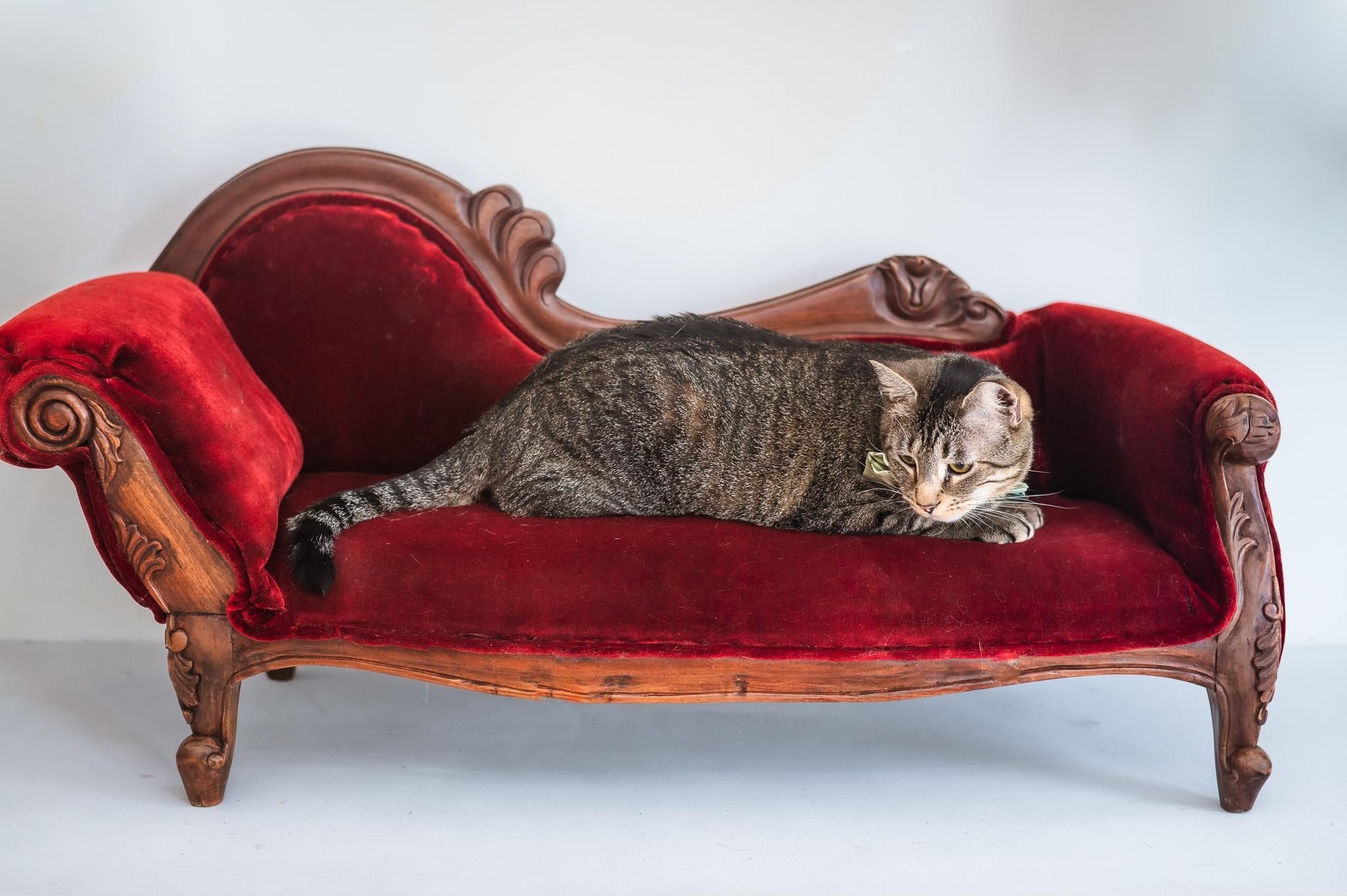 Enlarge Charming, a ADOPTABLE Tabby in Houston, TX image 4/6