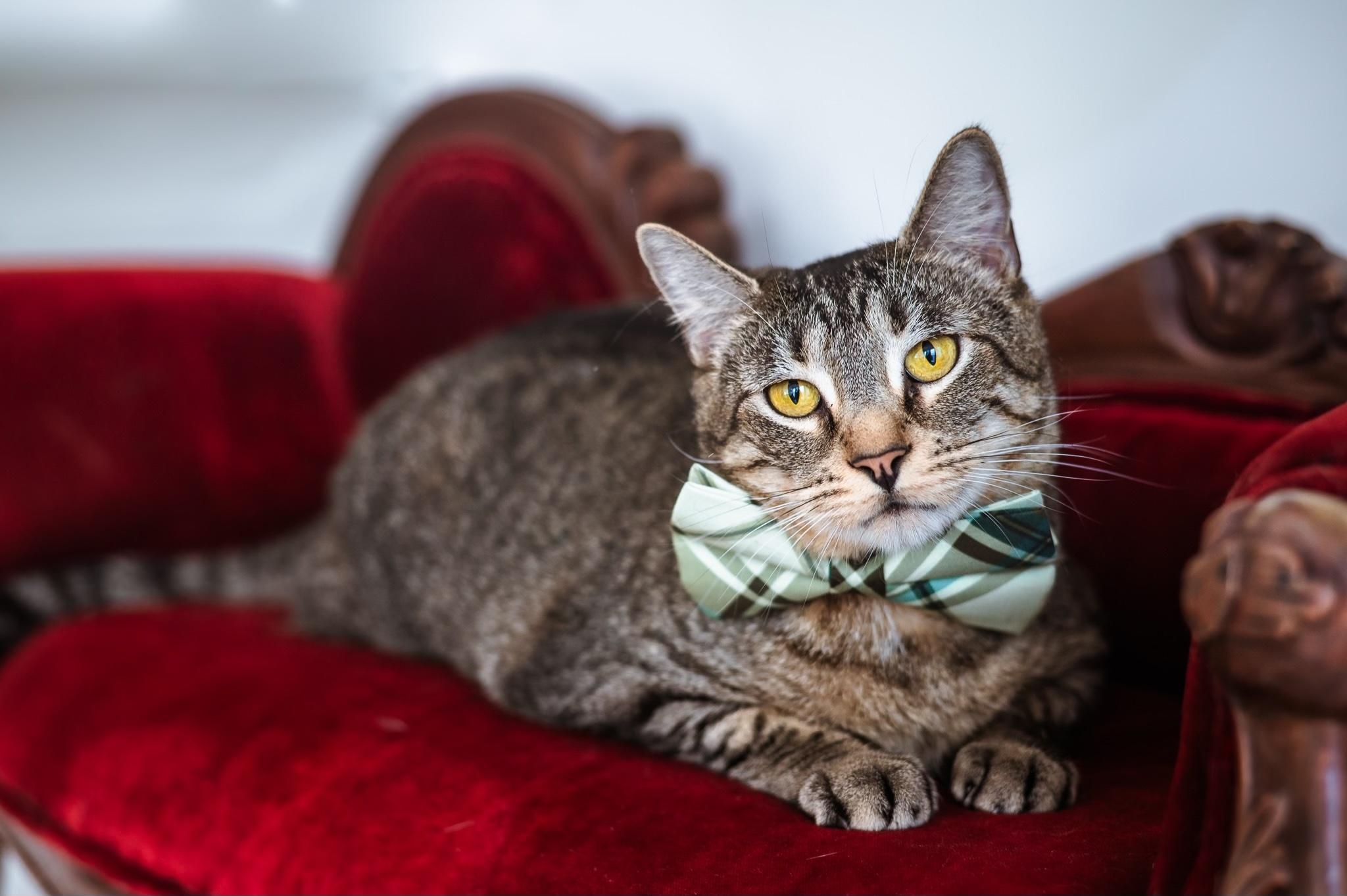 Charming, ADOPTABLE, Adult Male Tabby.