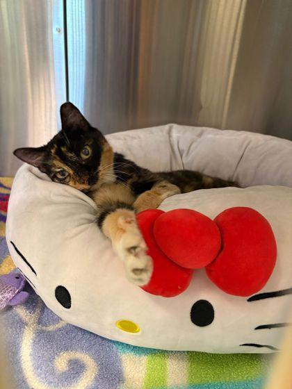 Enlarge S/C Bridgette, a Adoptable Domestic Short Hair in North Miami Beach, FL image 1/2