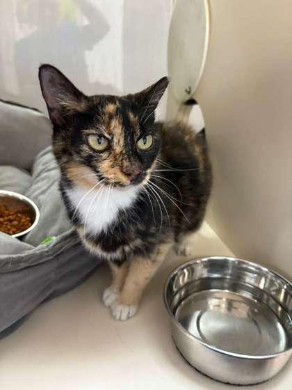 Enlarge S/C Bridgette, a Adoptable Domestic Short Hair in North Miami Beach, FL image 2/3