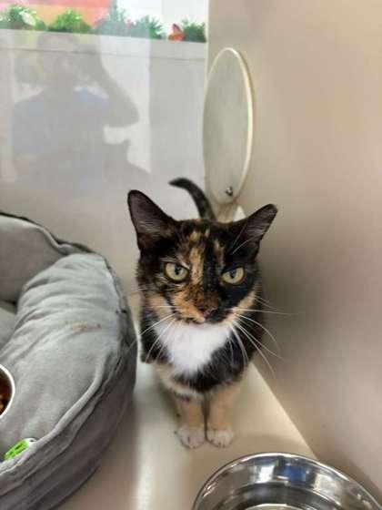 Enlarge S/C Bridgette, a Adoptable Domestic Short Hair in North Miami Beach, FL image 3/3