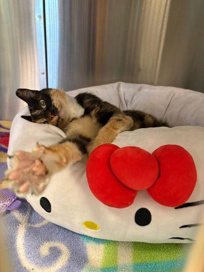 S/C Bridgette, Adoptable, Young Female Domestic Short Hair & Domestic Short Hair.