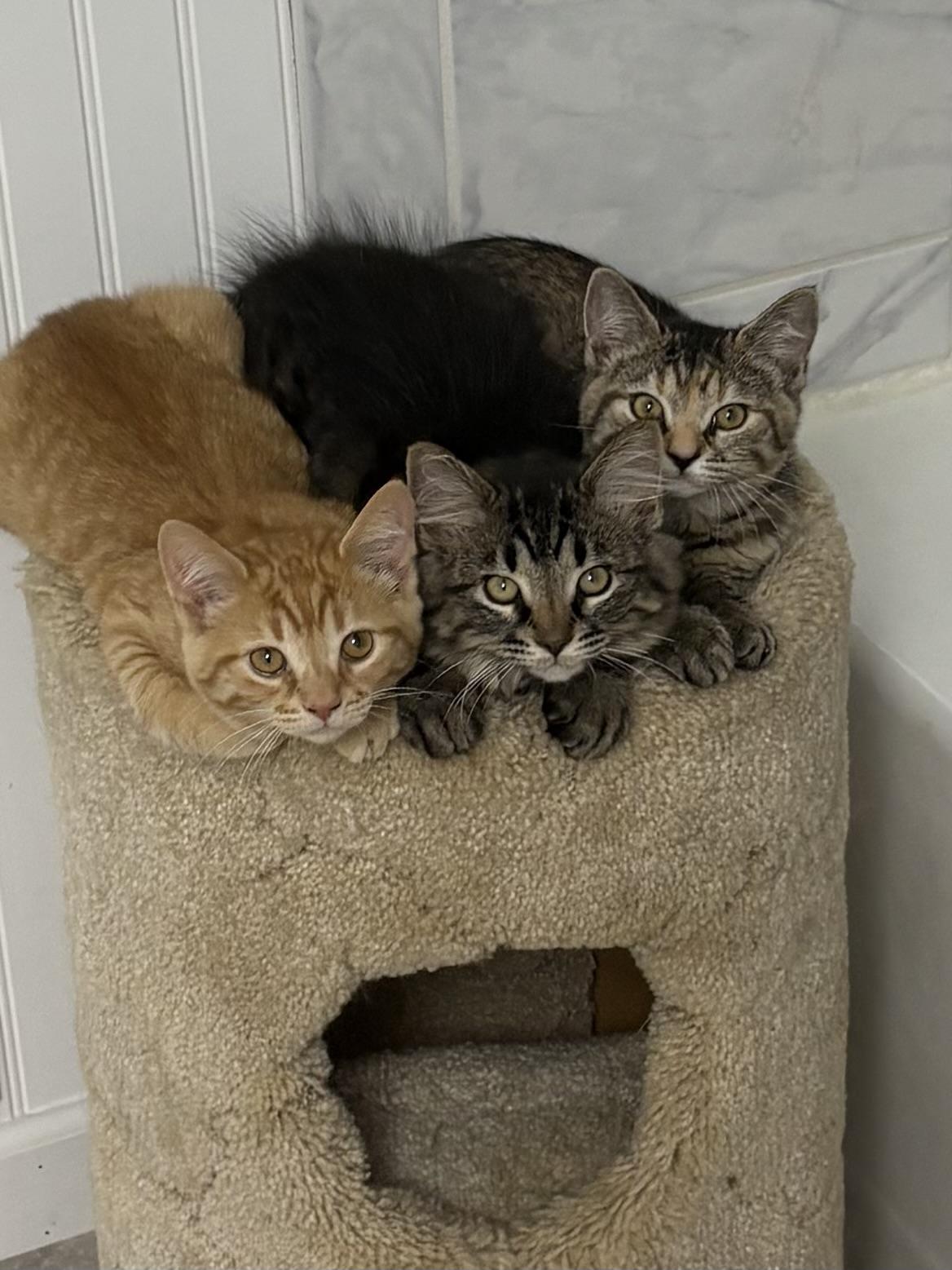 Taylor Swift, a Adoptable Domestic Short Hair in Paw Paw, MI image 2/4