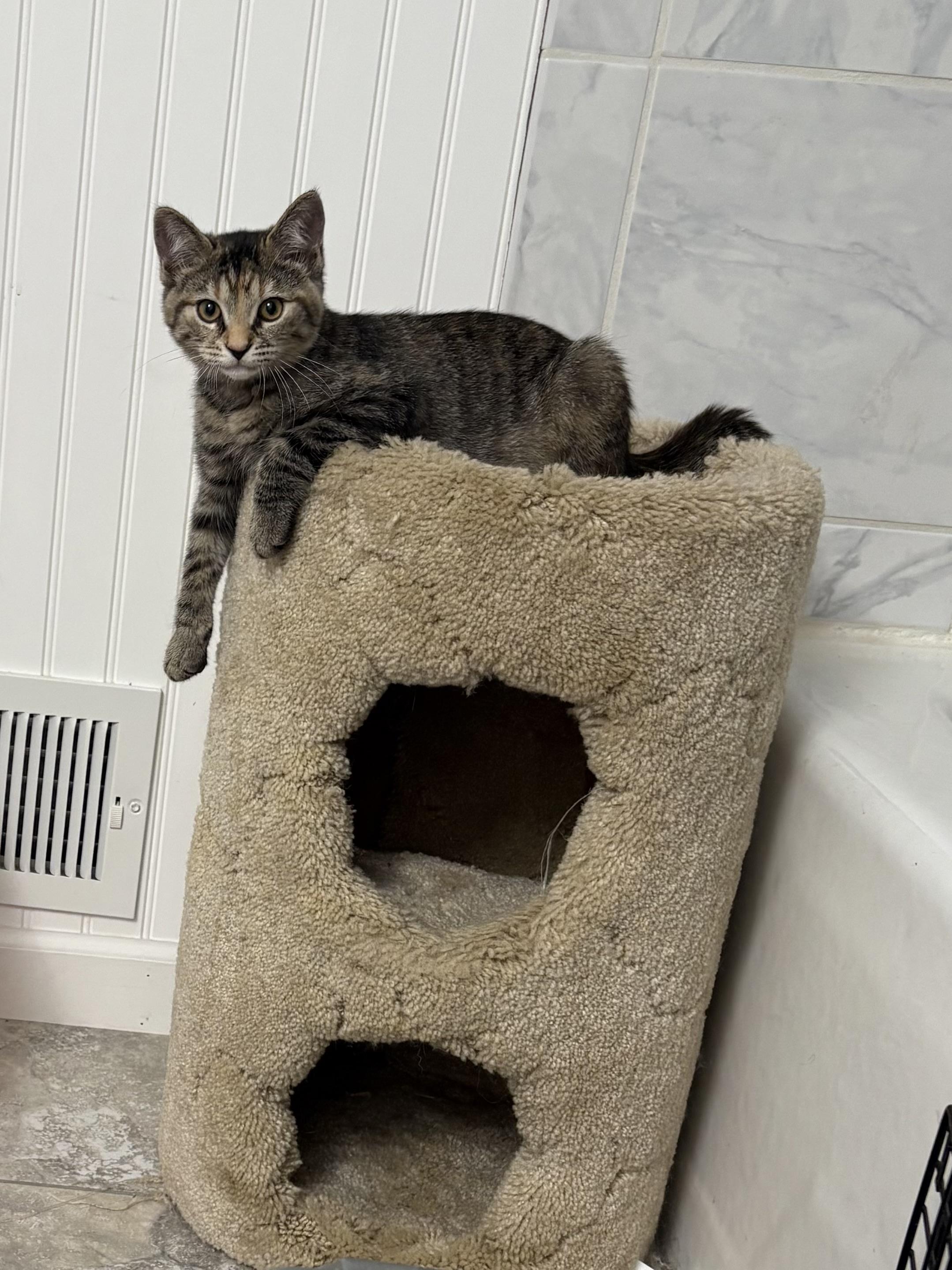 Taylor Swift, a Adoptable Domestic Short Hair in Paw Paw, MI image 3/4