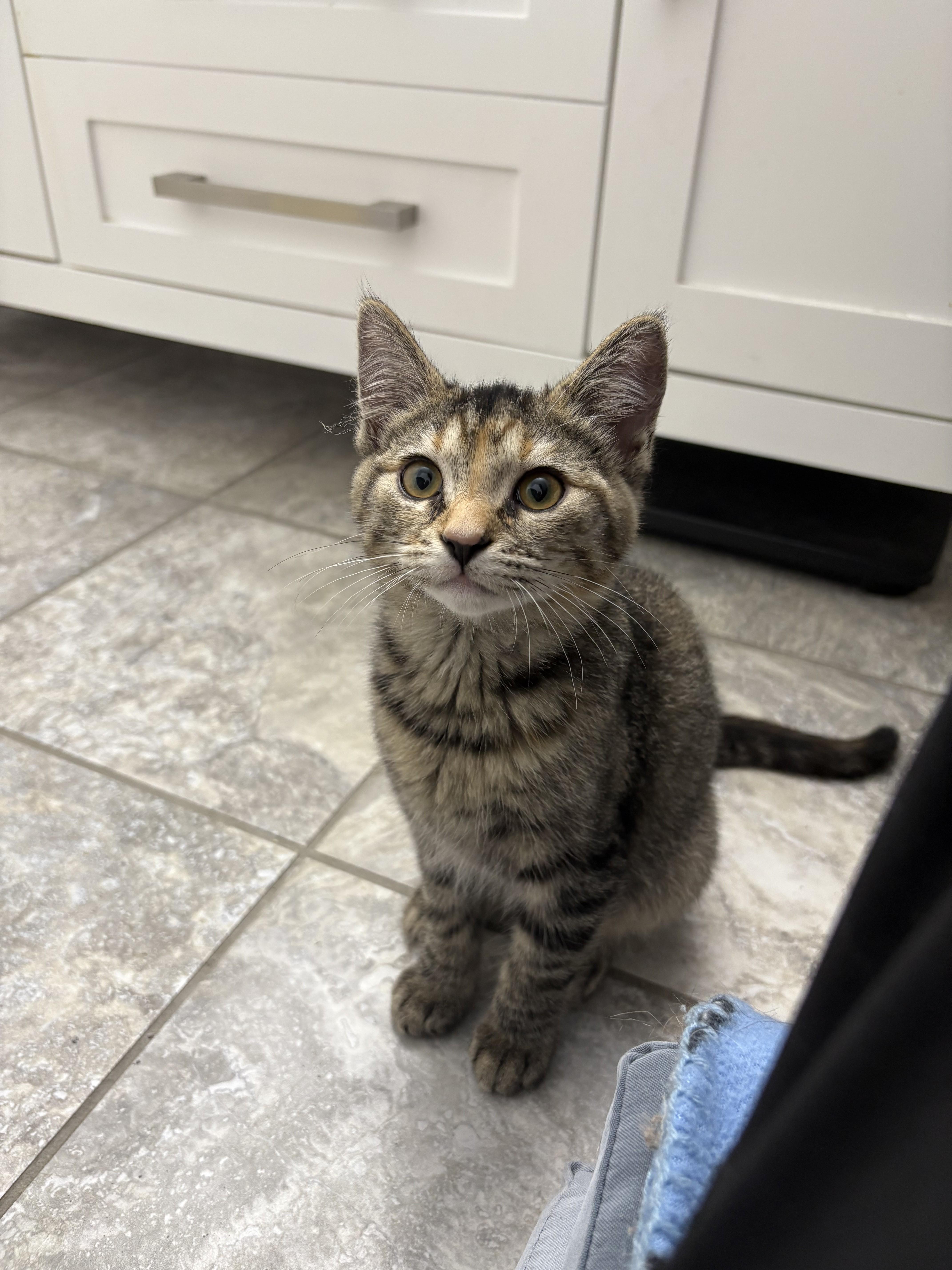 Taylor Swift, Adoptable, Kitten Female Domestic Short Hair.