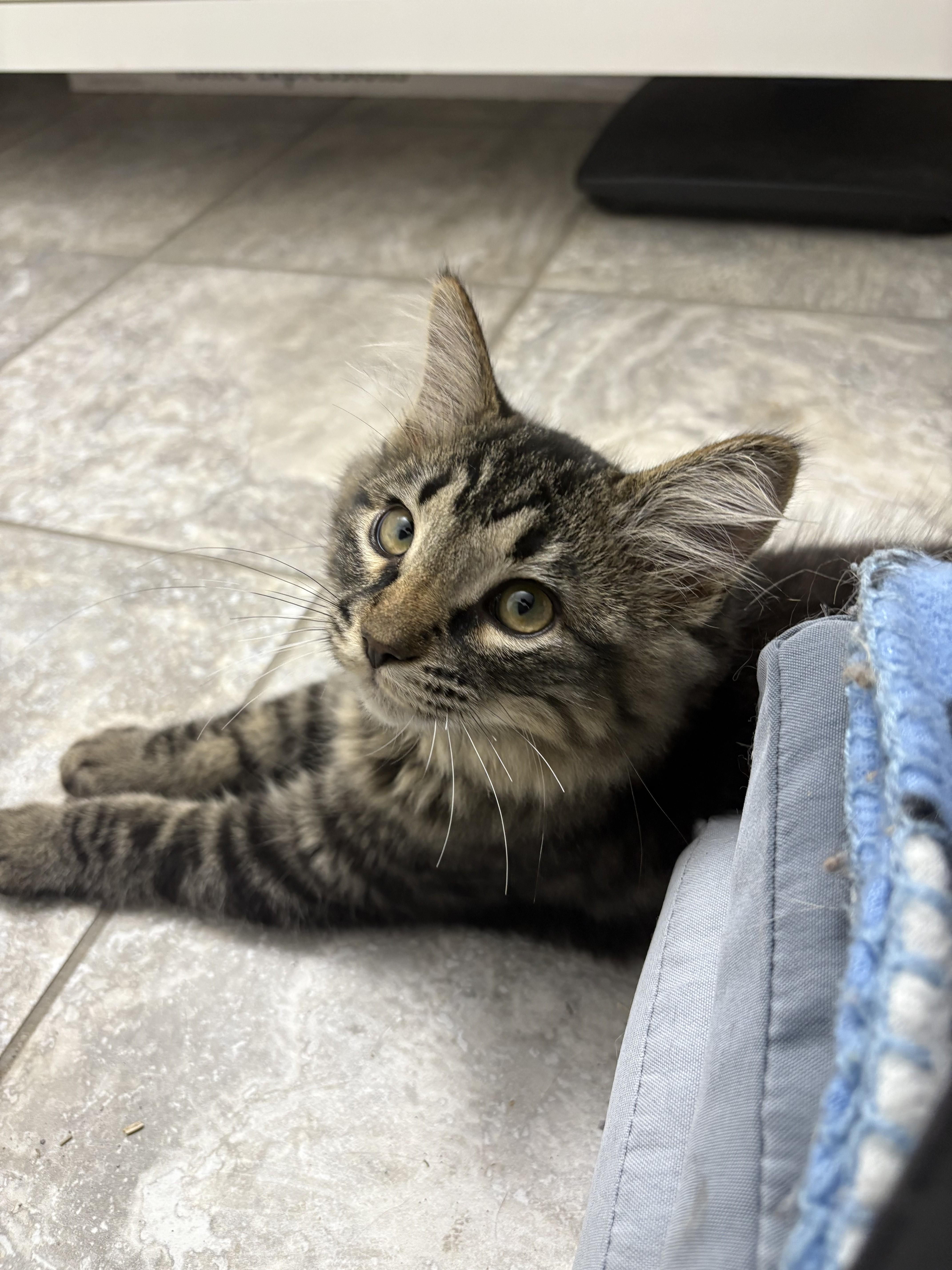 Taylor Swift, a Adoptable Domestic Short Hair in Paw Paw, MI image 4/4