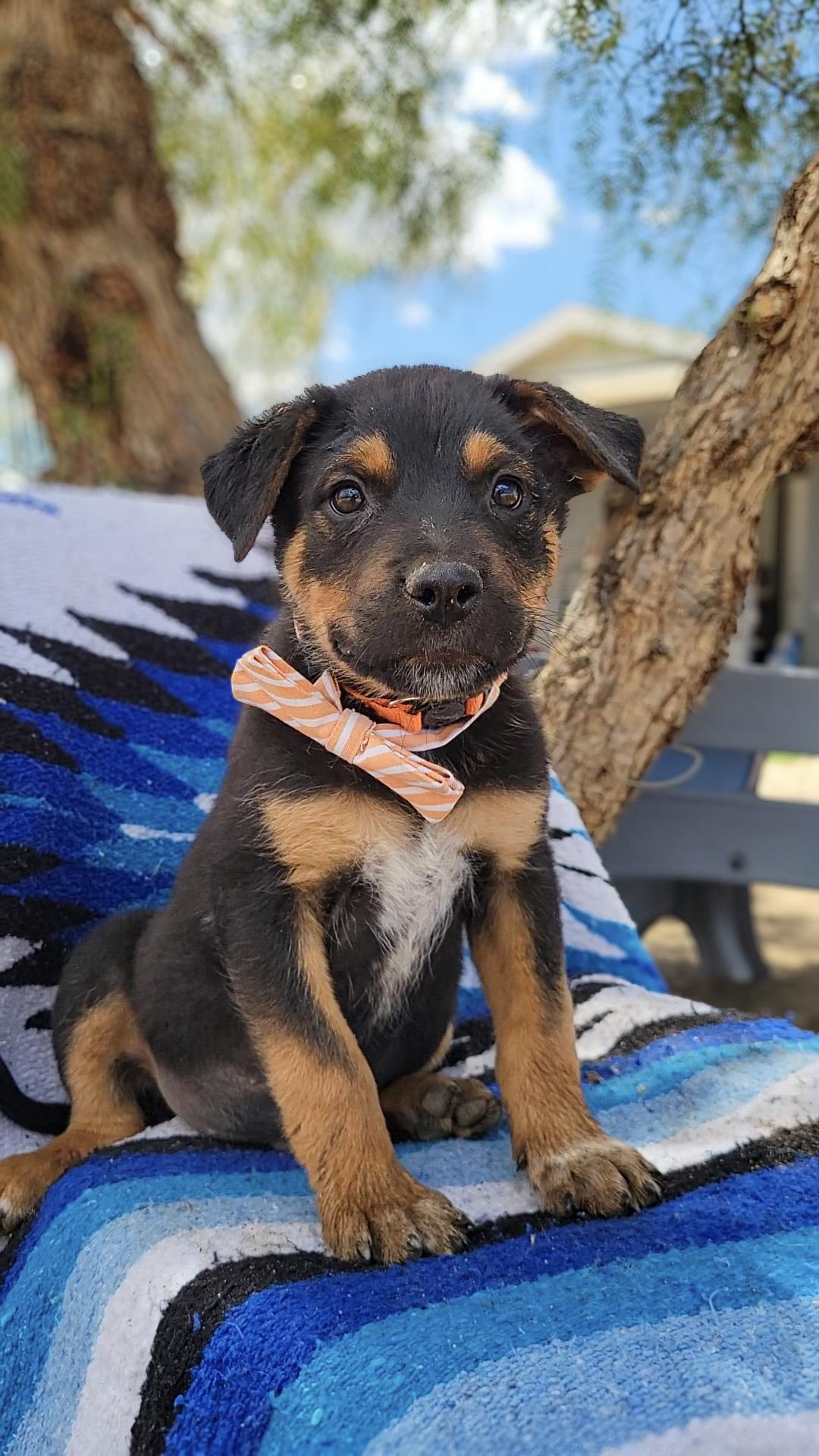 Mr. Dinkles, adopted, Puppy Male Rottweiler & German Shepherd Dog.