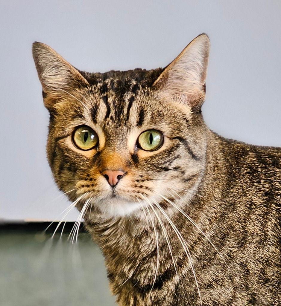 Tigerkins, Adoptable, Adult Male Tabby.