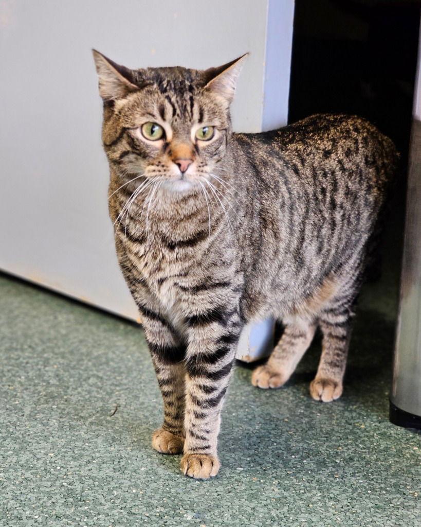 Enlarge Tigerkins, a Adoptable Tabby in Lovingston, VA image 2/3