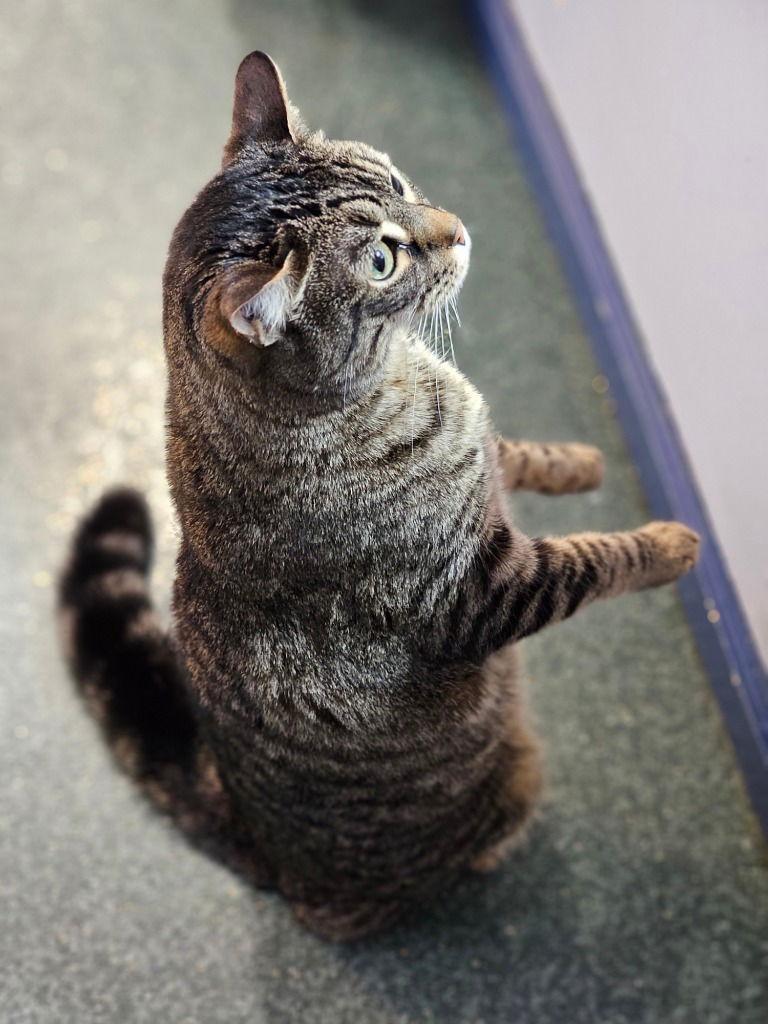 Enlarge Tigerkins, a Adoptable Tabby in Lovingston, VA image 3/3