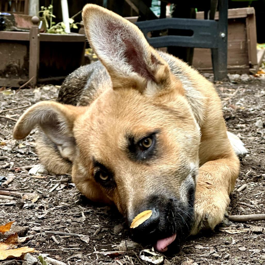 Roscoe, Adoptable, Puppy Male German Shepherd Dog.