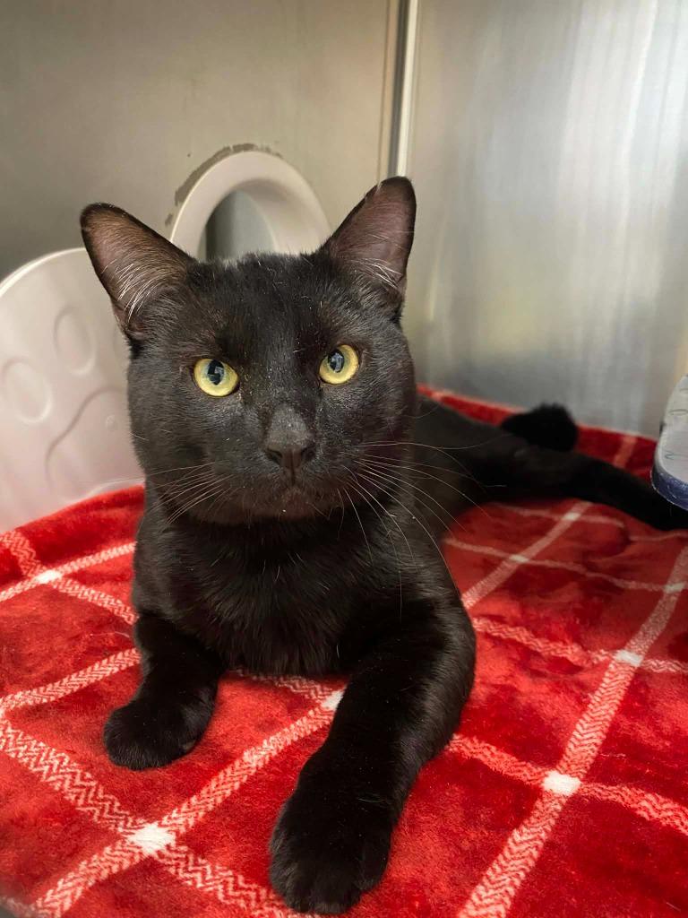 Enlarge Nightshade, a Adoptable mixed breed in Grants Pass, OR image 1/1