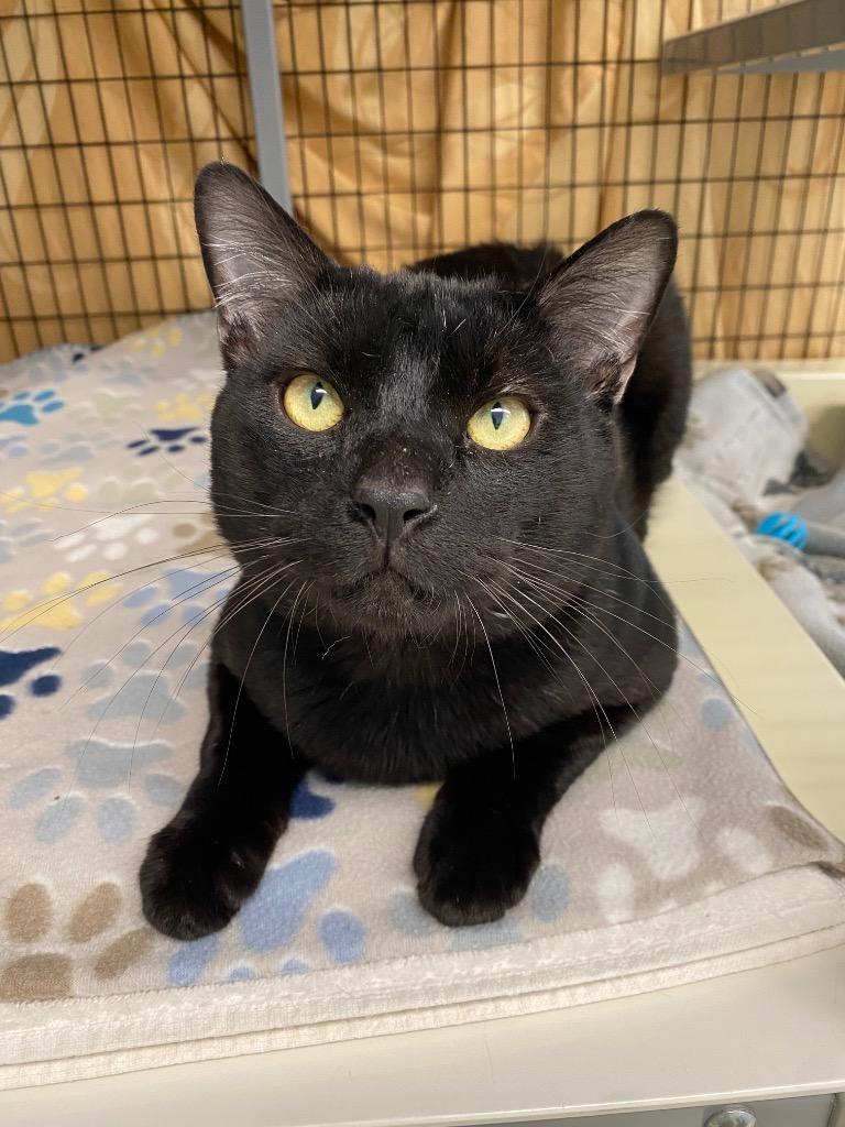 Nightshade, a Adoptable mixed breed in Grants Pass, OR image 2/3