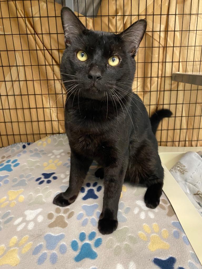 Nightshade, a Adoptable mixed breed in Grants Pass, OR image 3/3