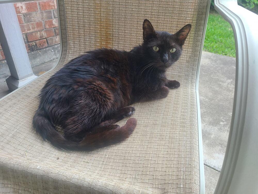 Enlarge Randall, a Adoptable Domestic Short Hair in Carrollton, TX image 1/1