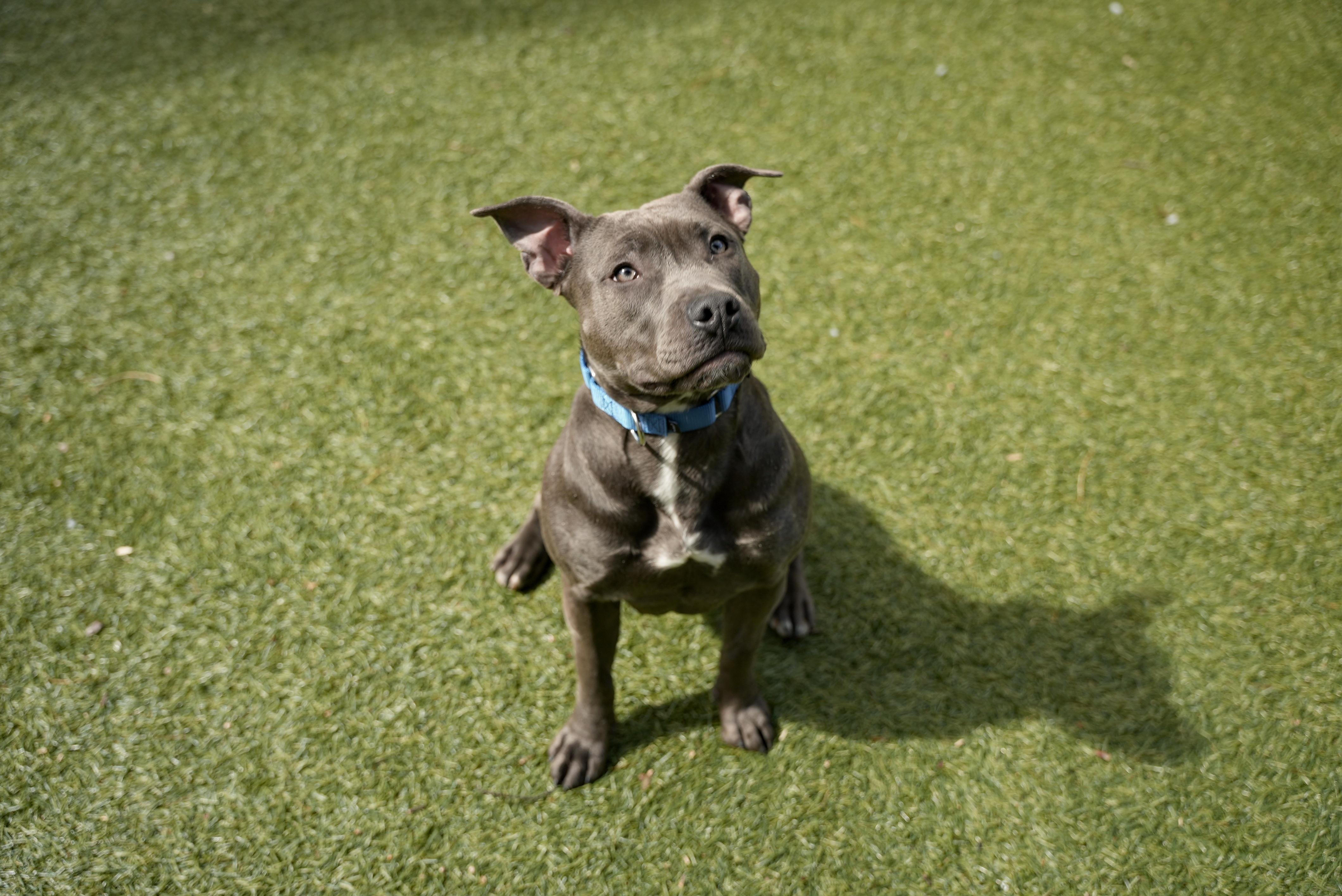 Violet, adopted, Young Female Pit Bull Terrier.