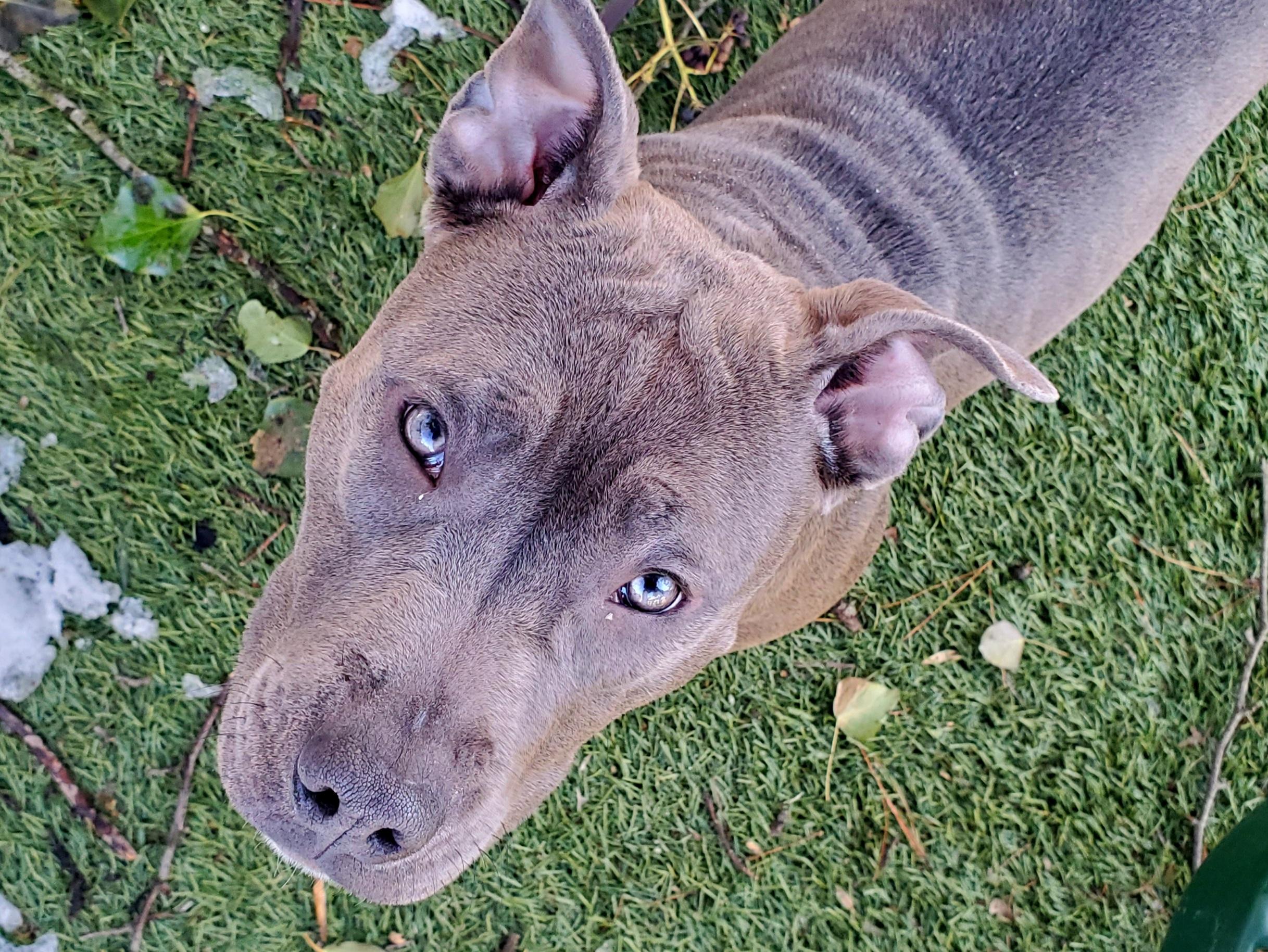 Enlarge Violet, an adopted mixed breed in Port Washington, NY image 2/3