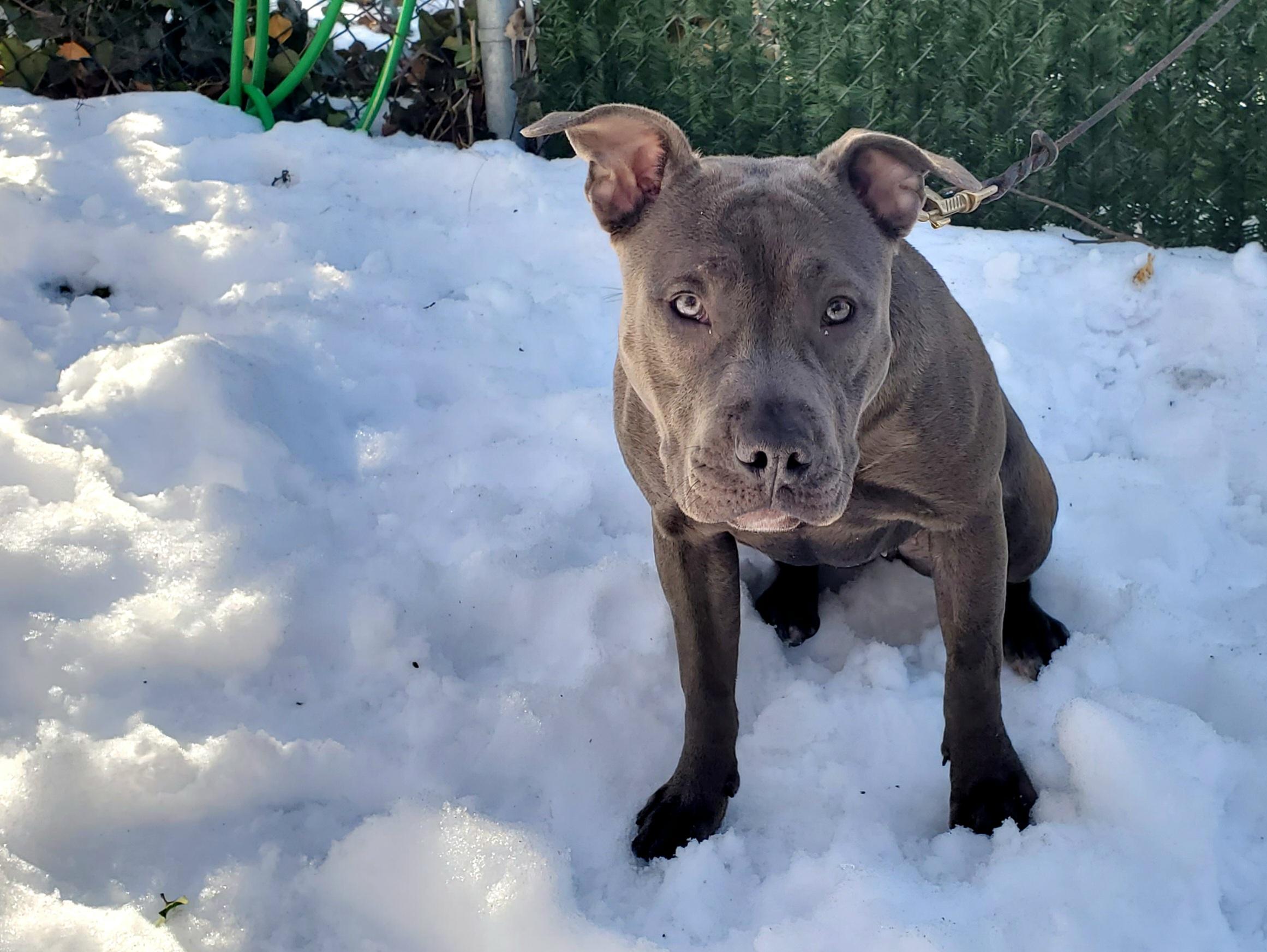 Enlarge Violet, an adopted mixed breed in Port Washington, NY image 3/3