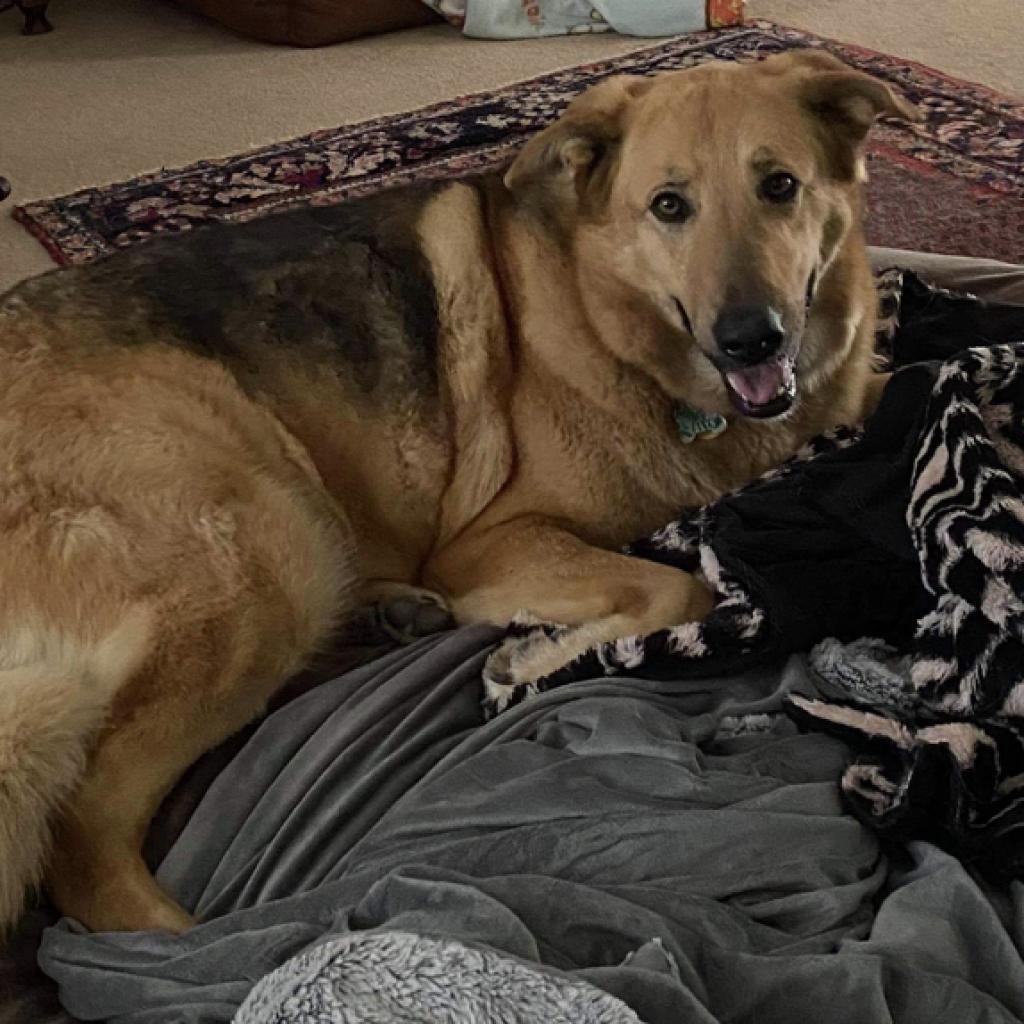 Enlarge Lucy, a Adoptable mixed breed in Fresno, CA image 3/6