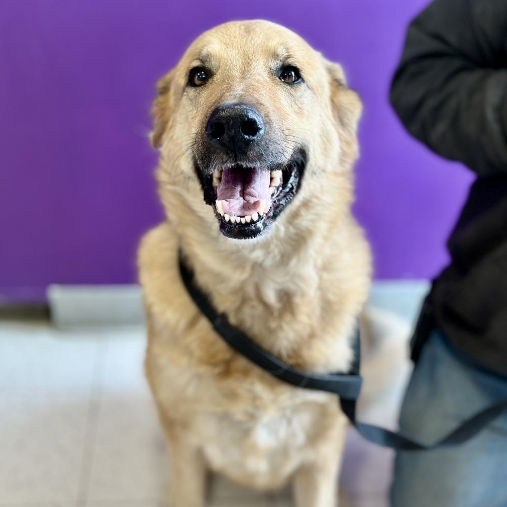 Enlarge Lucy, a Adoptable mixed breed in Fresno, CA image 4/6