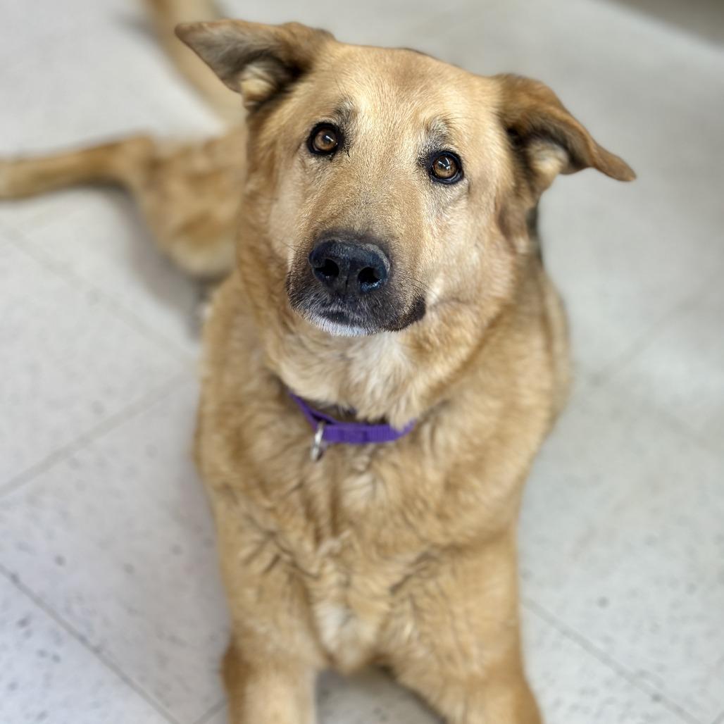 Enlarge Lucy, a Adoptable mixed breed in Fresno, CA image 5/6