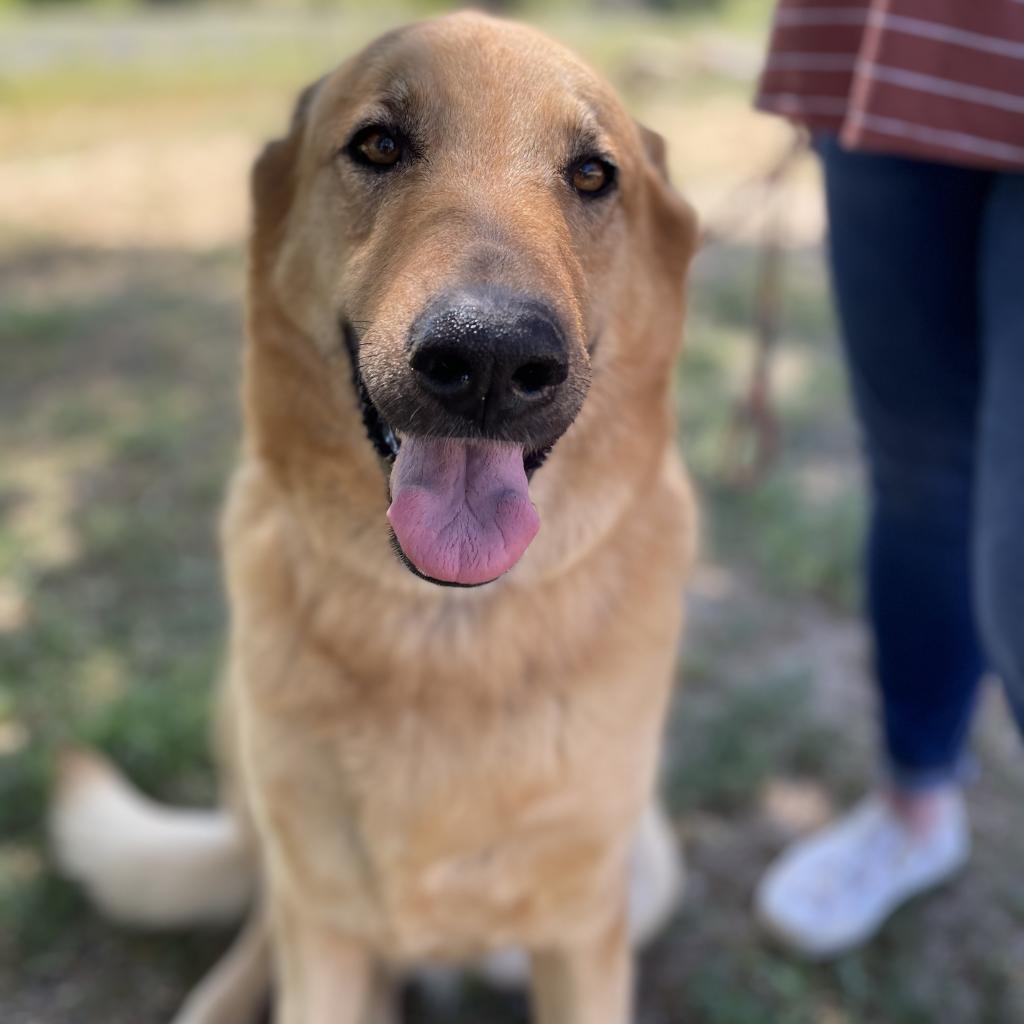 Enlarge Lucy, a Adoptable mixed breed in Fresno, CA image 6/6