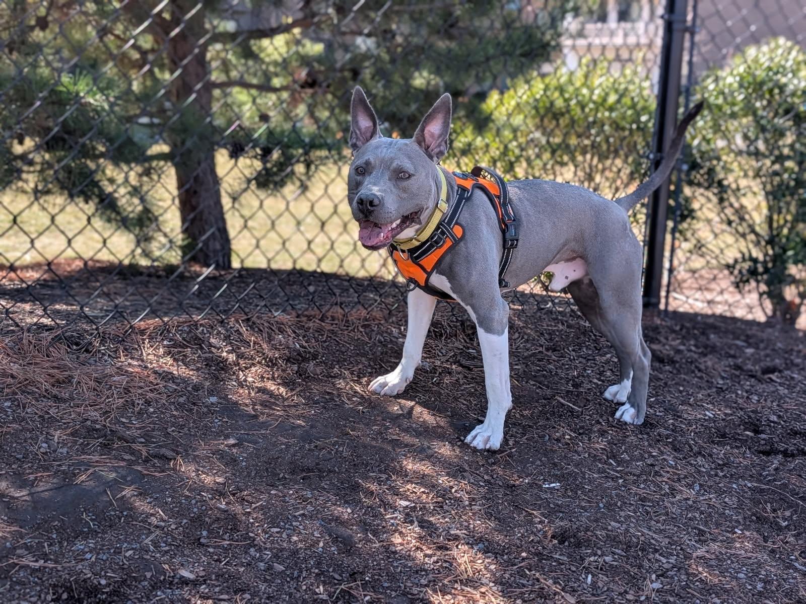 Louie, a Adoptable mixed breed in Ashburn, VA image 4/6