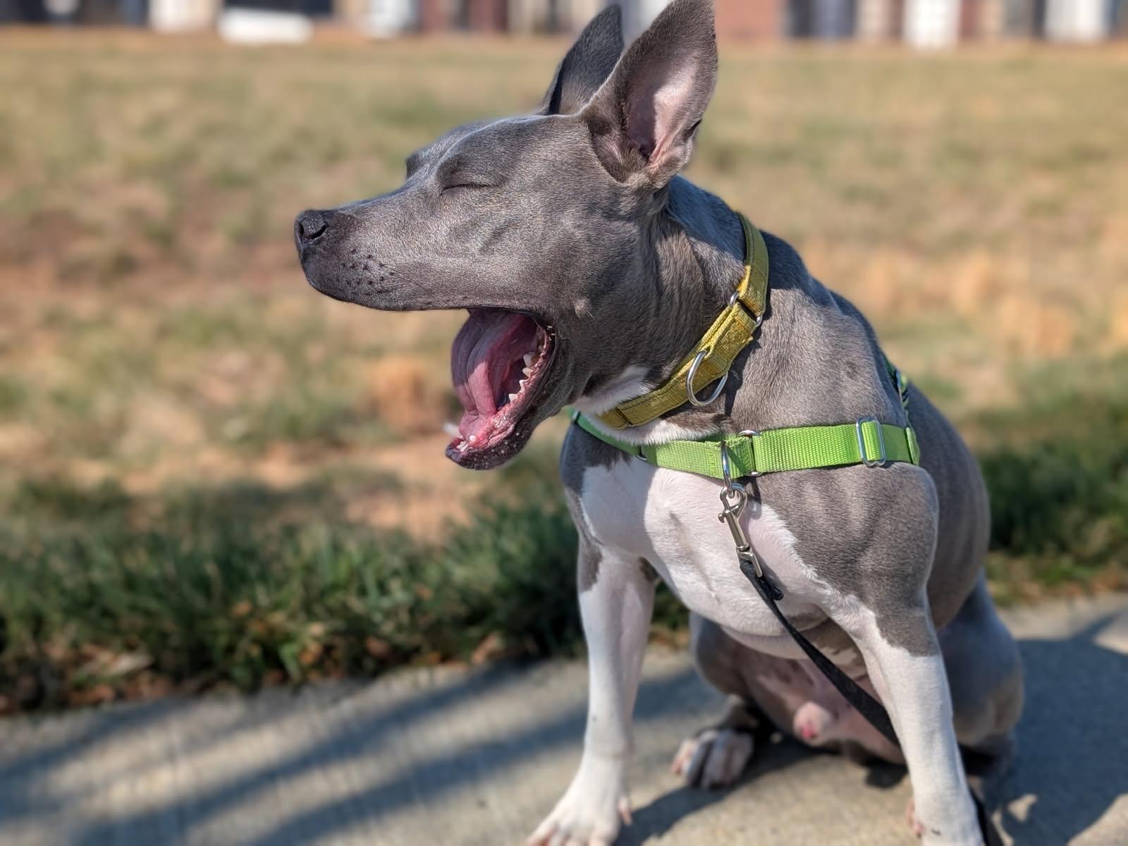 Louie, a Adoptable mixed breed in Ashburn, VA image 5/6