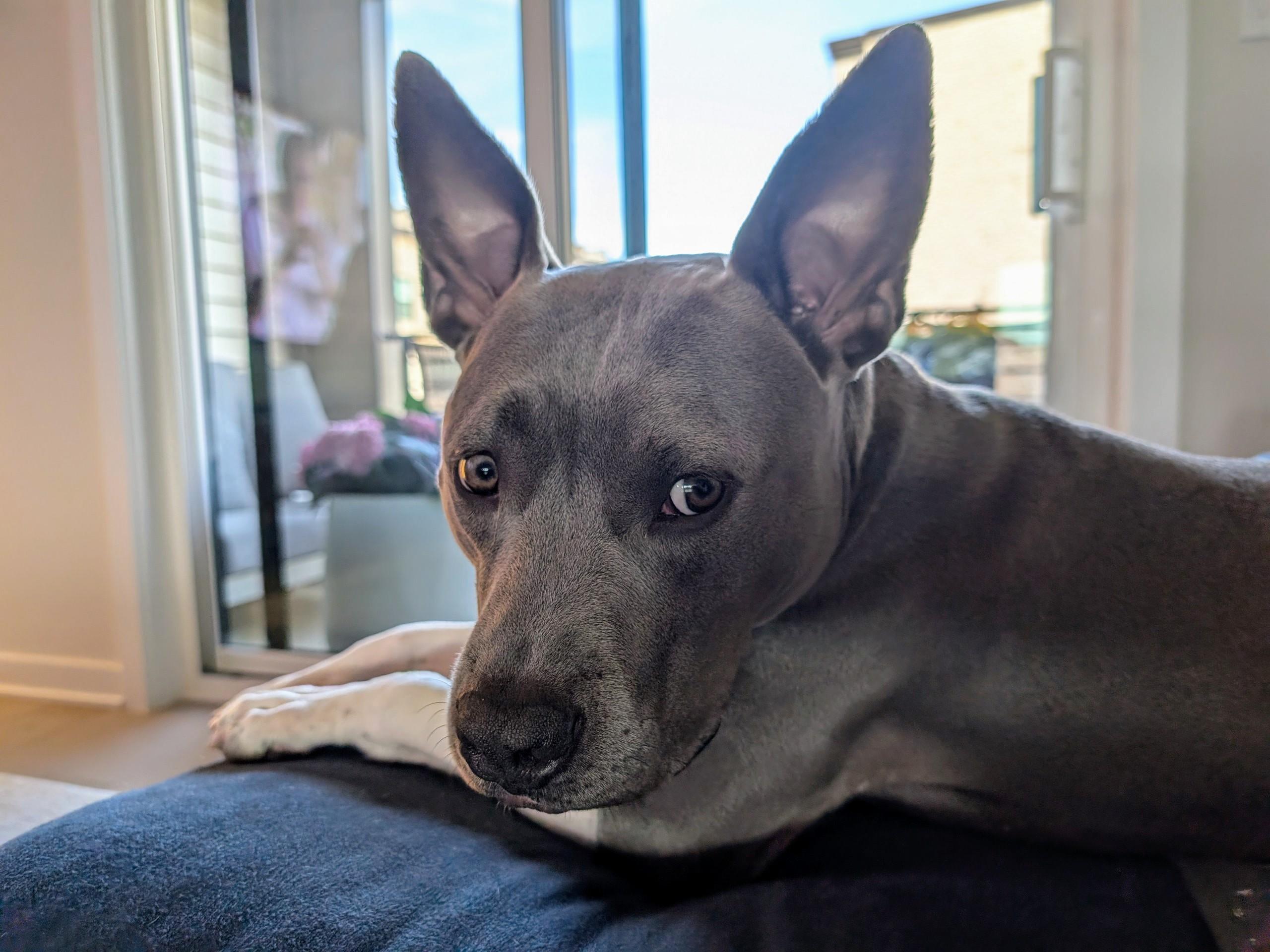 Louie, a Adoptable mixed breed in Ashburn, VA image 1/6