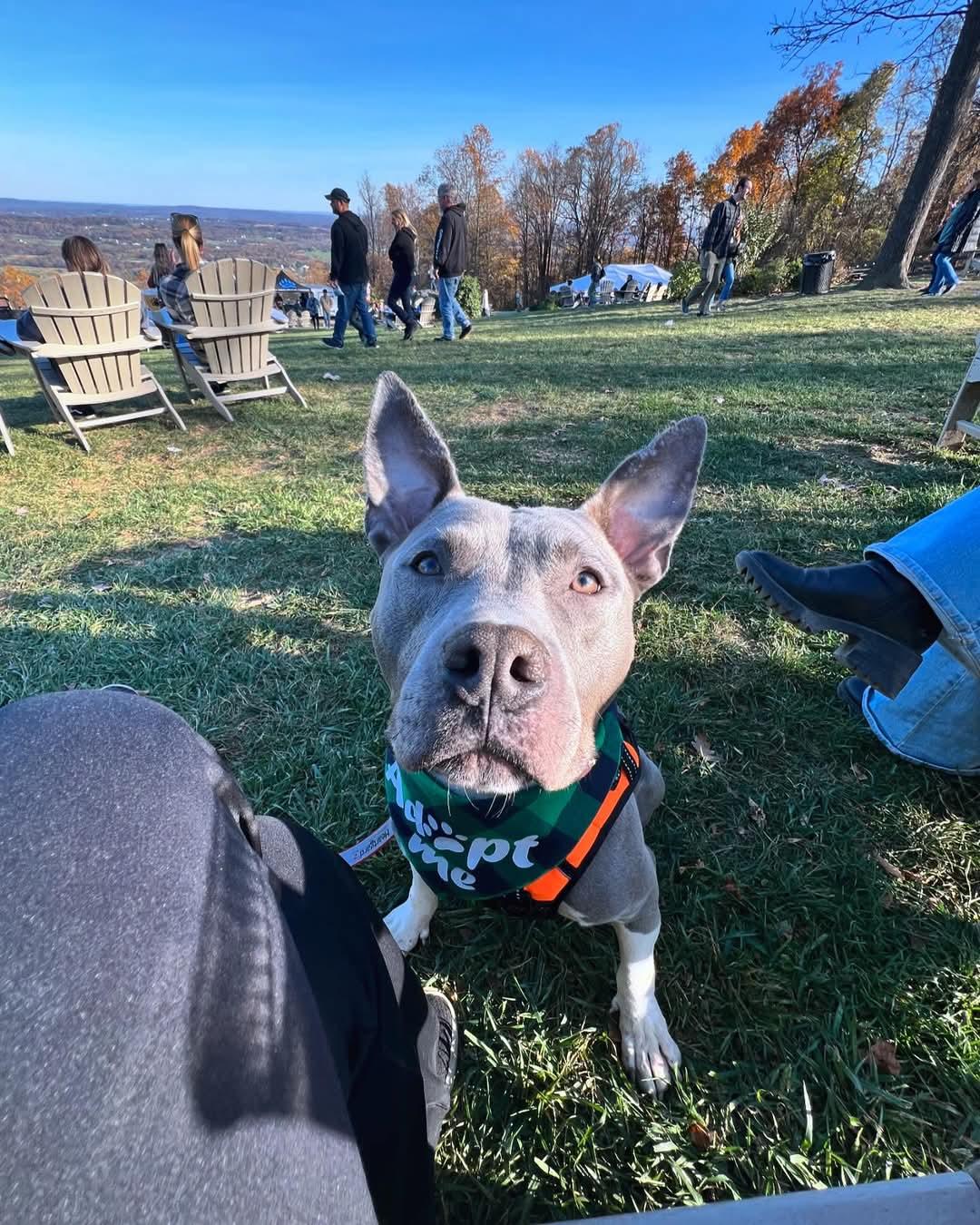 Louie, a Adoptable mixed breed in Ashburn, VA image 6/6