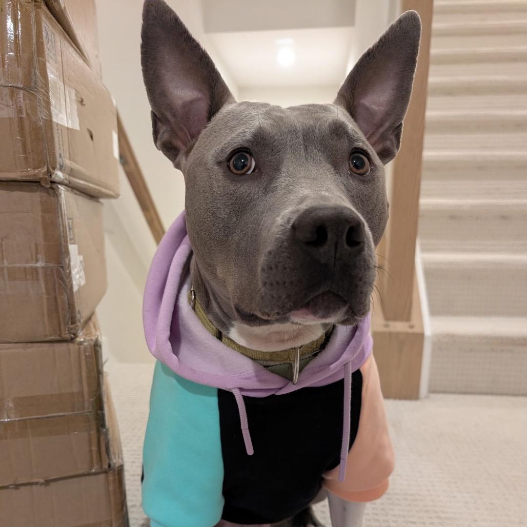 Enlarge Louie, an adopted mixed breed in Ashburn, VA image 1/6