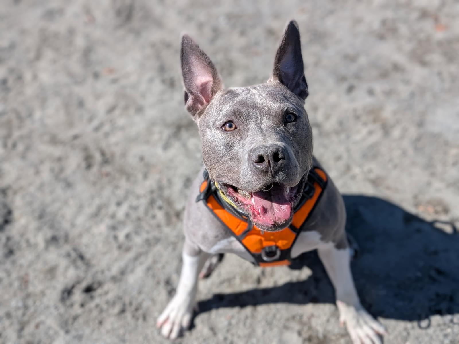 Louie, a Adoptable mixed breed in Ashburn, VA image 2/6